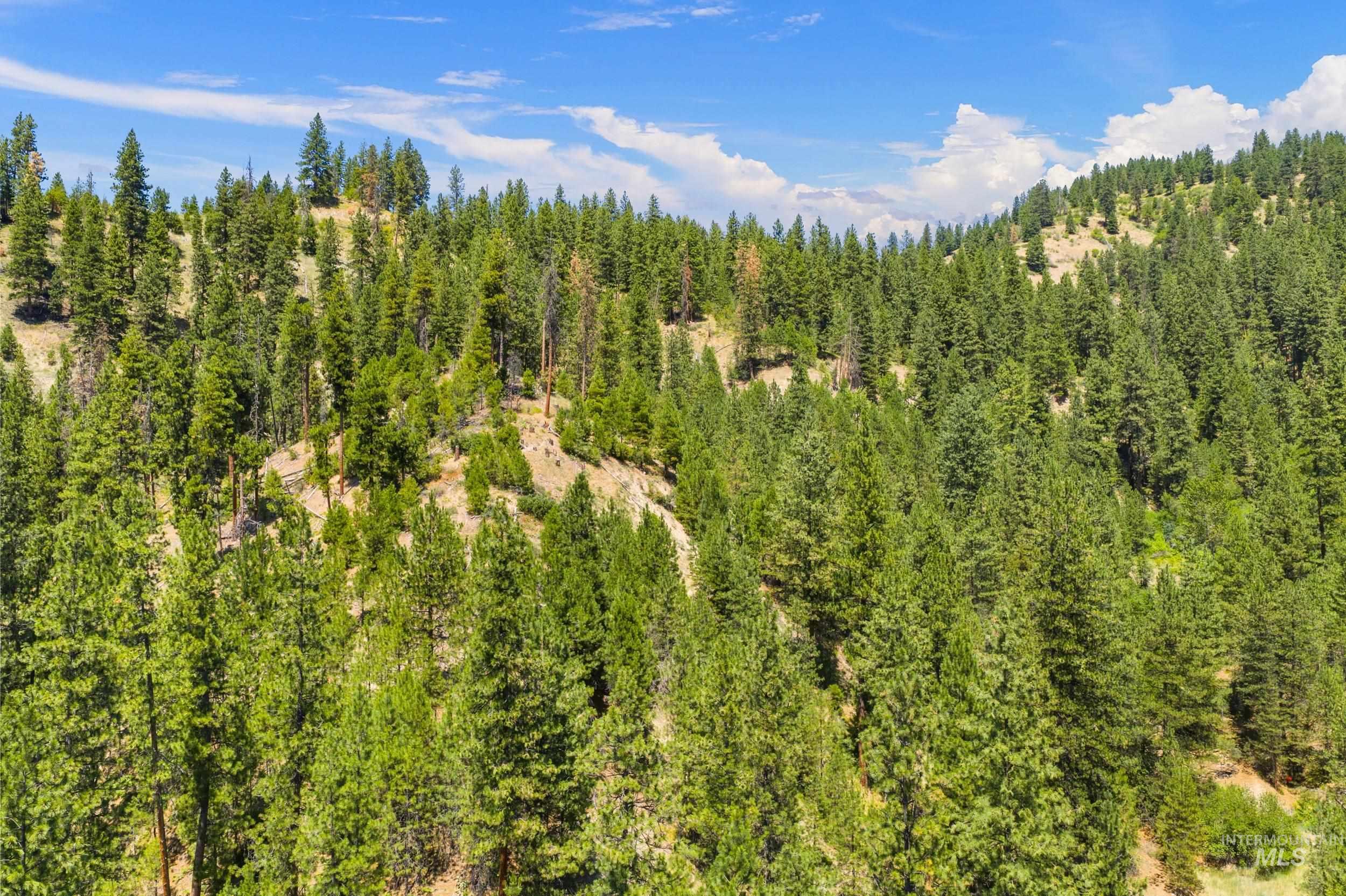 View of woods
