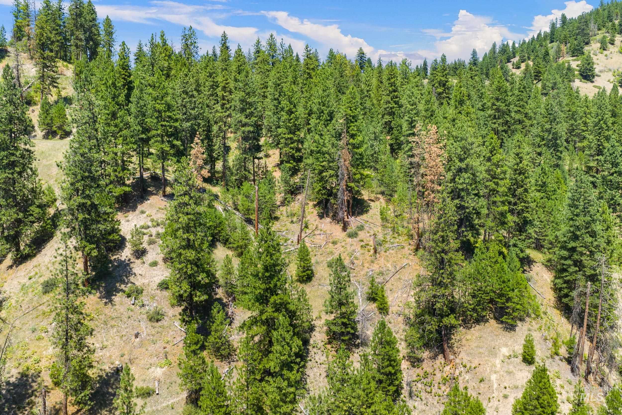Drone / aerial view of a forest