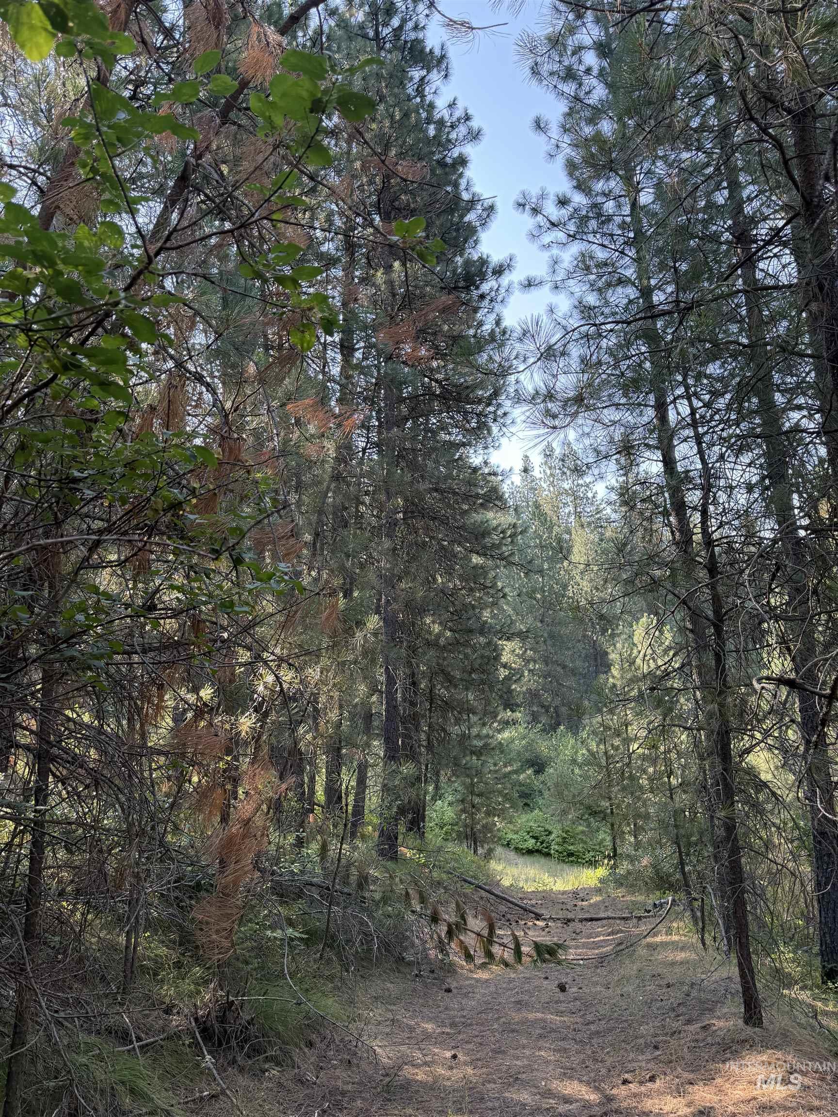 View of tree filled area