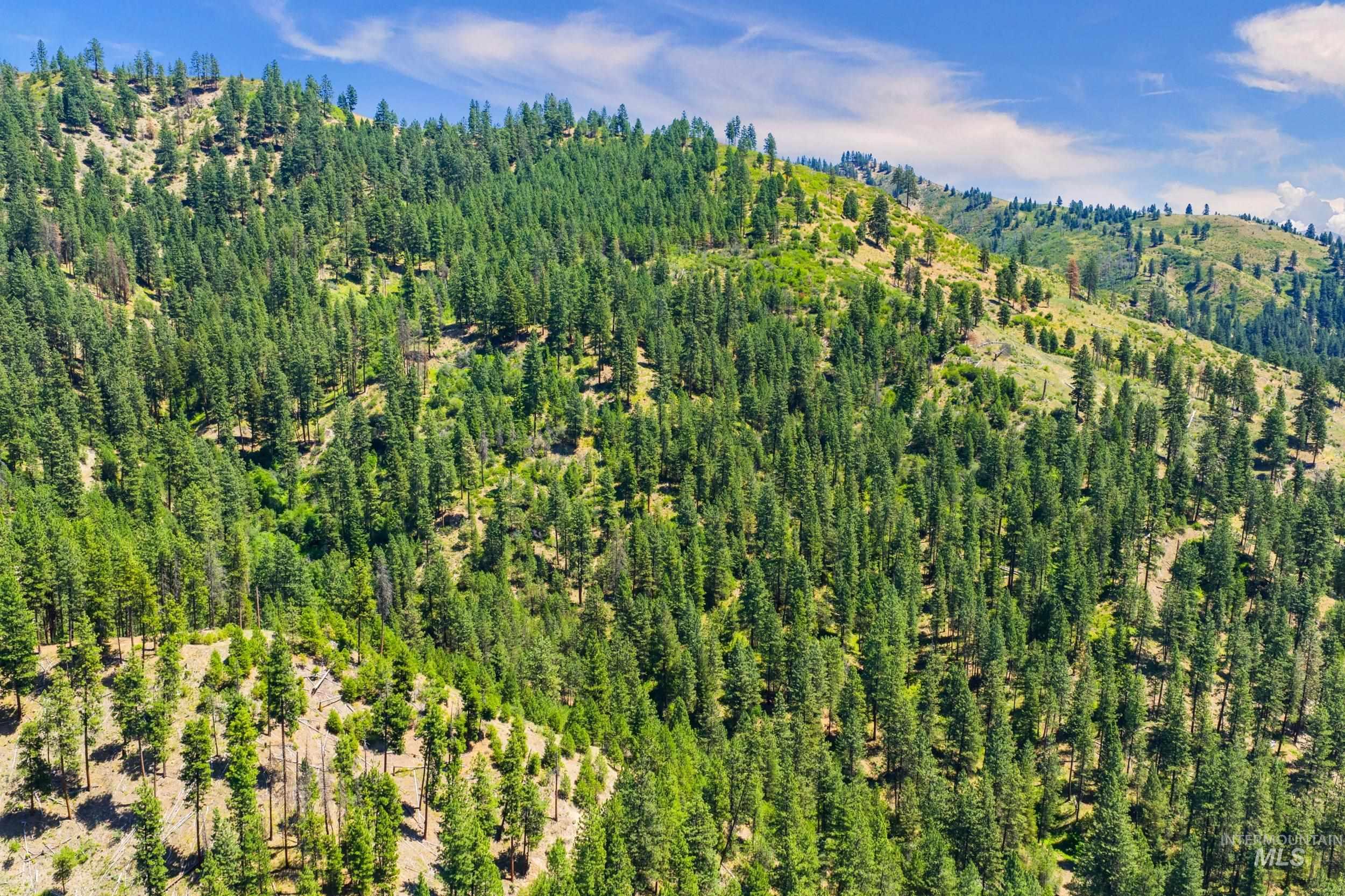 Aerial view of a heavily wooded area and a mountain backdrop