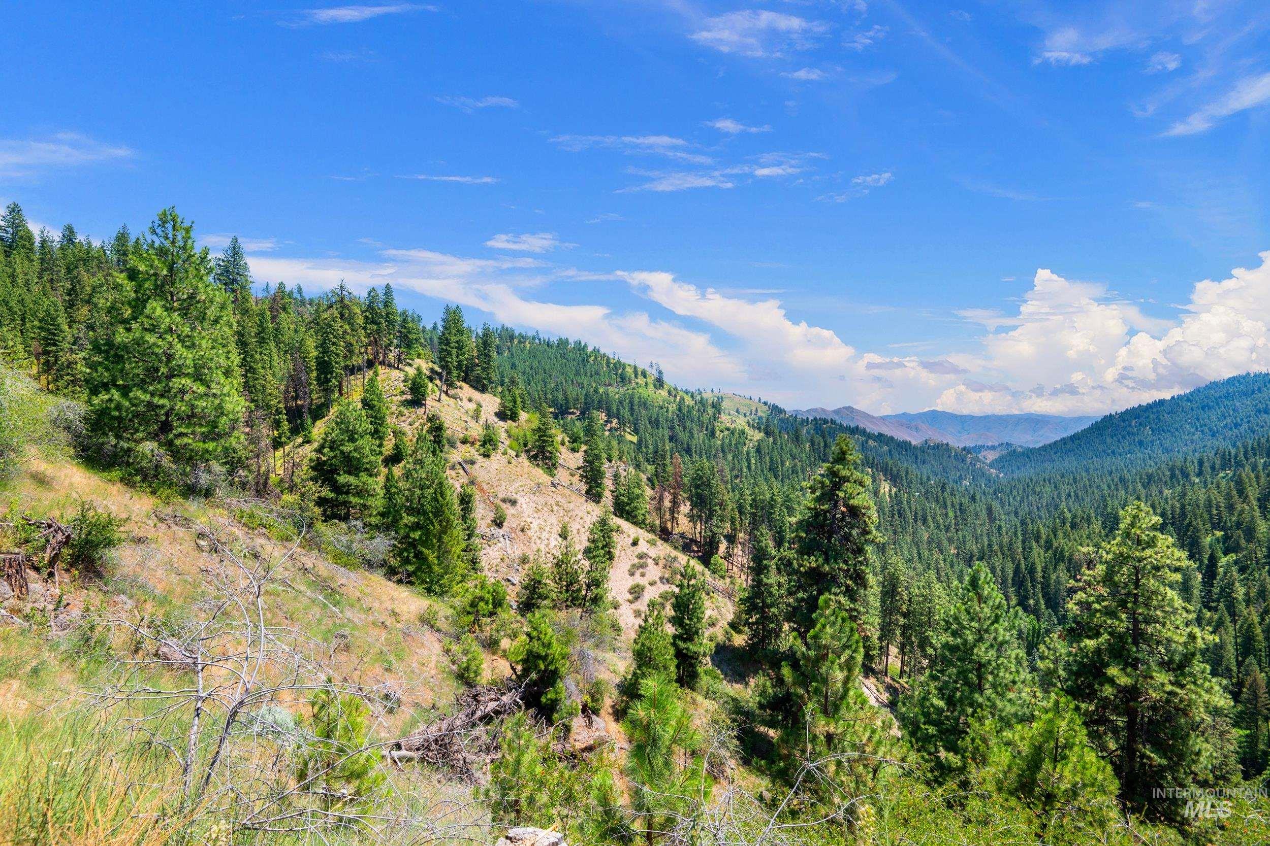 View of mountain background with a heavily wooded area