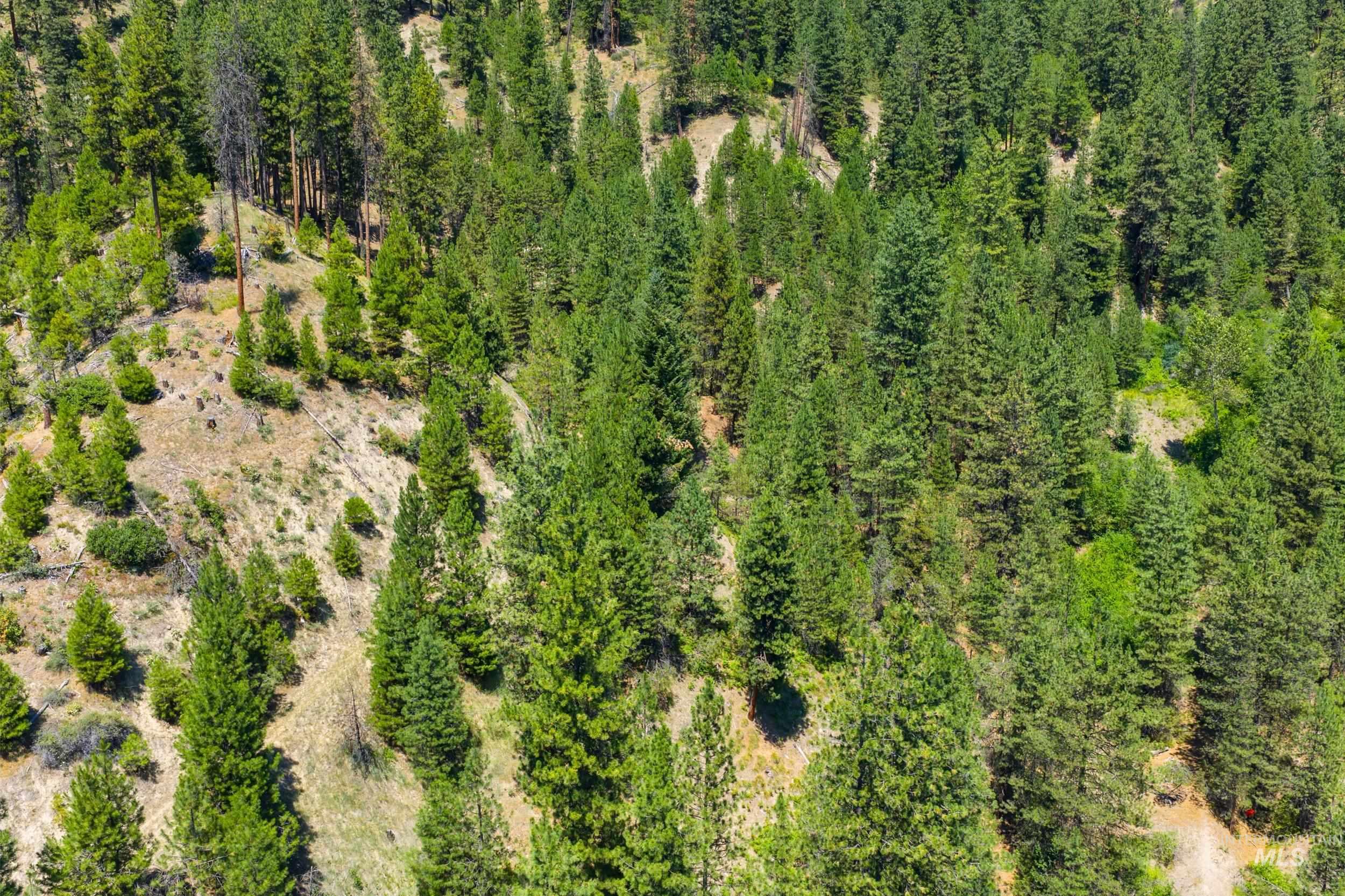 Aerial view of a forest