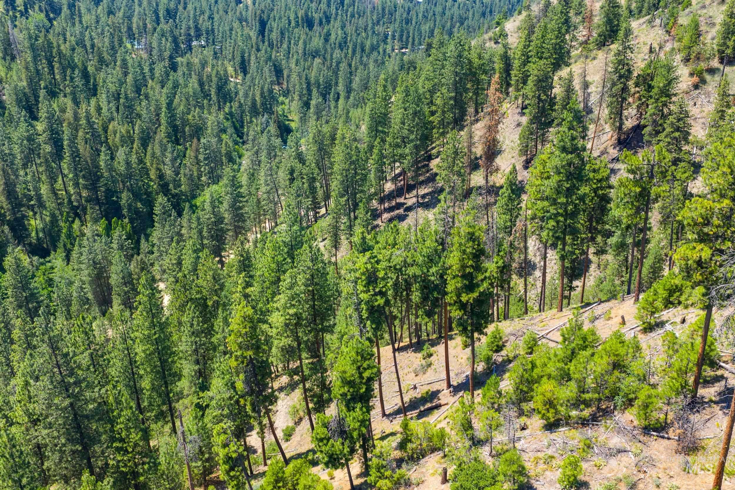 Bird's eye view of a forest