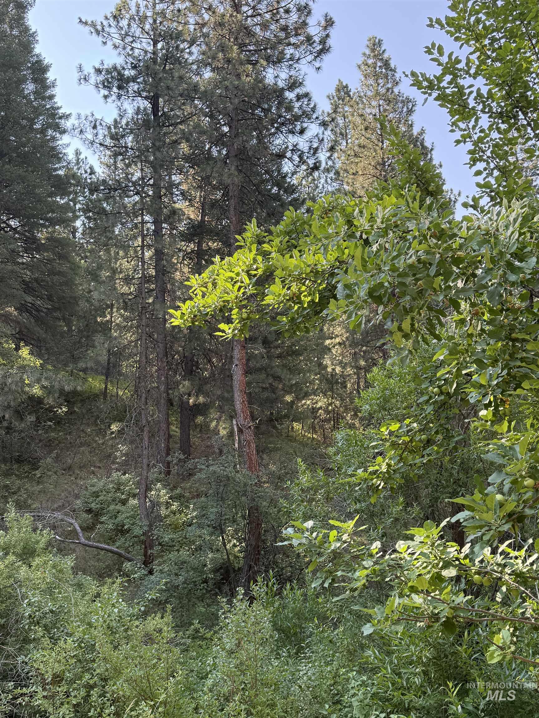 View of wooded area