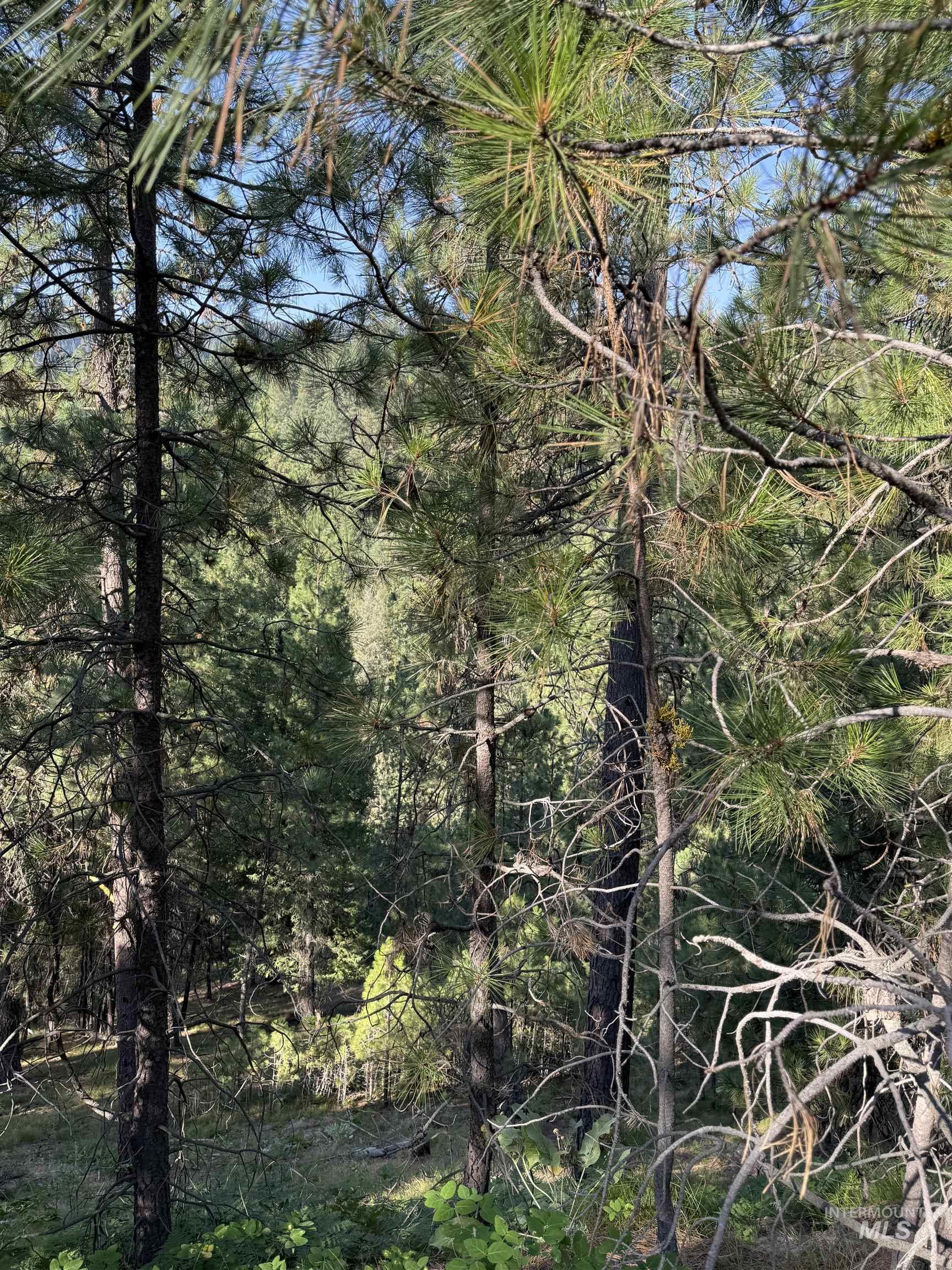 View of woods