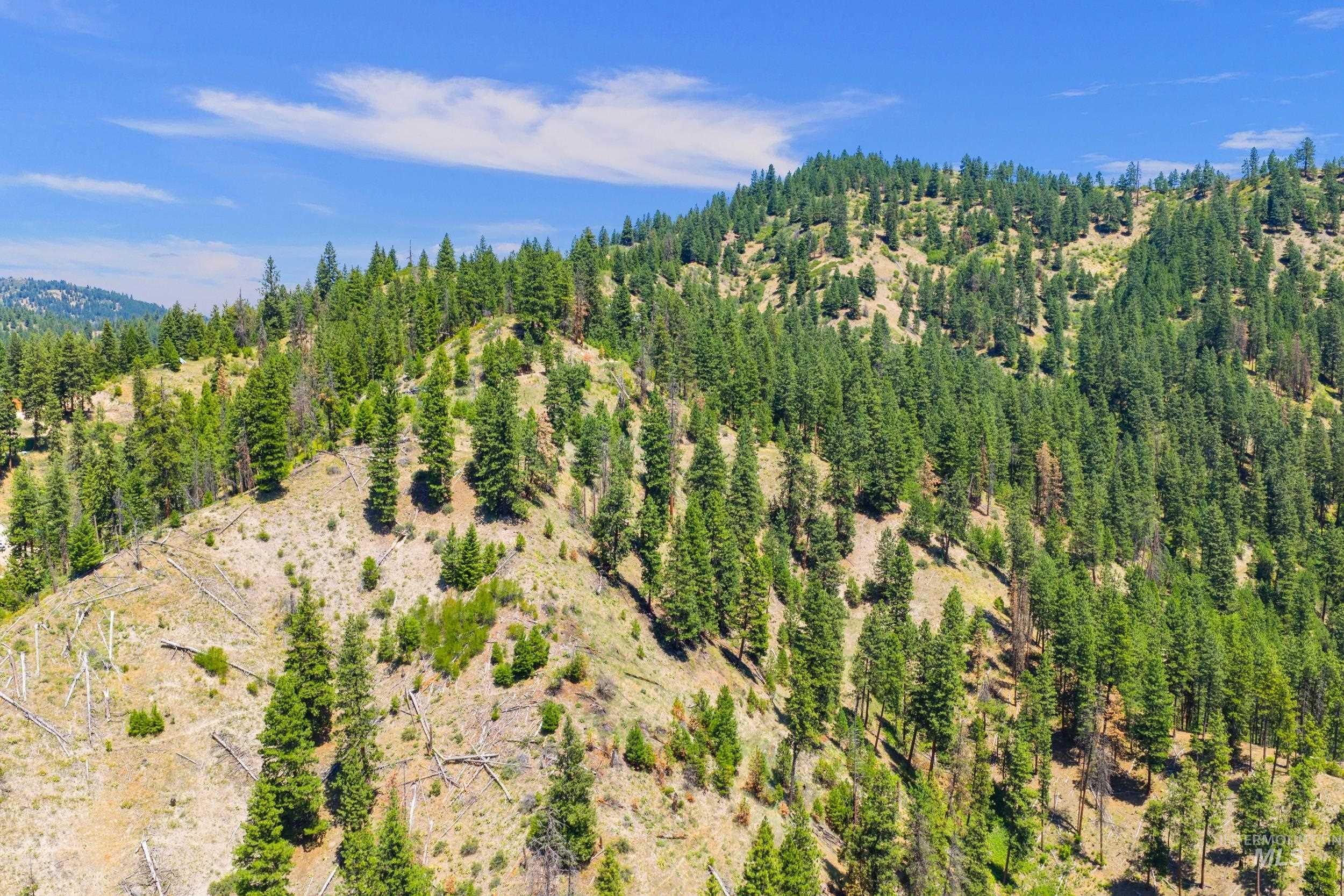 Aerial view of a forest