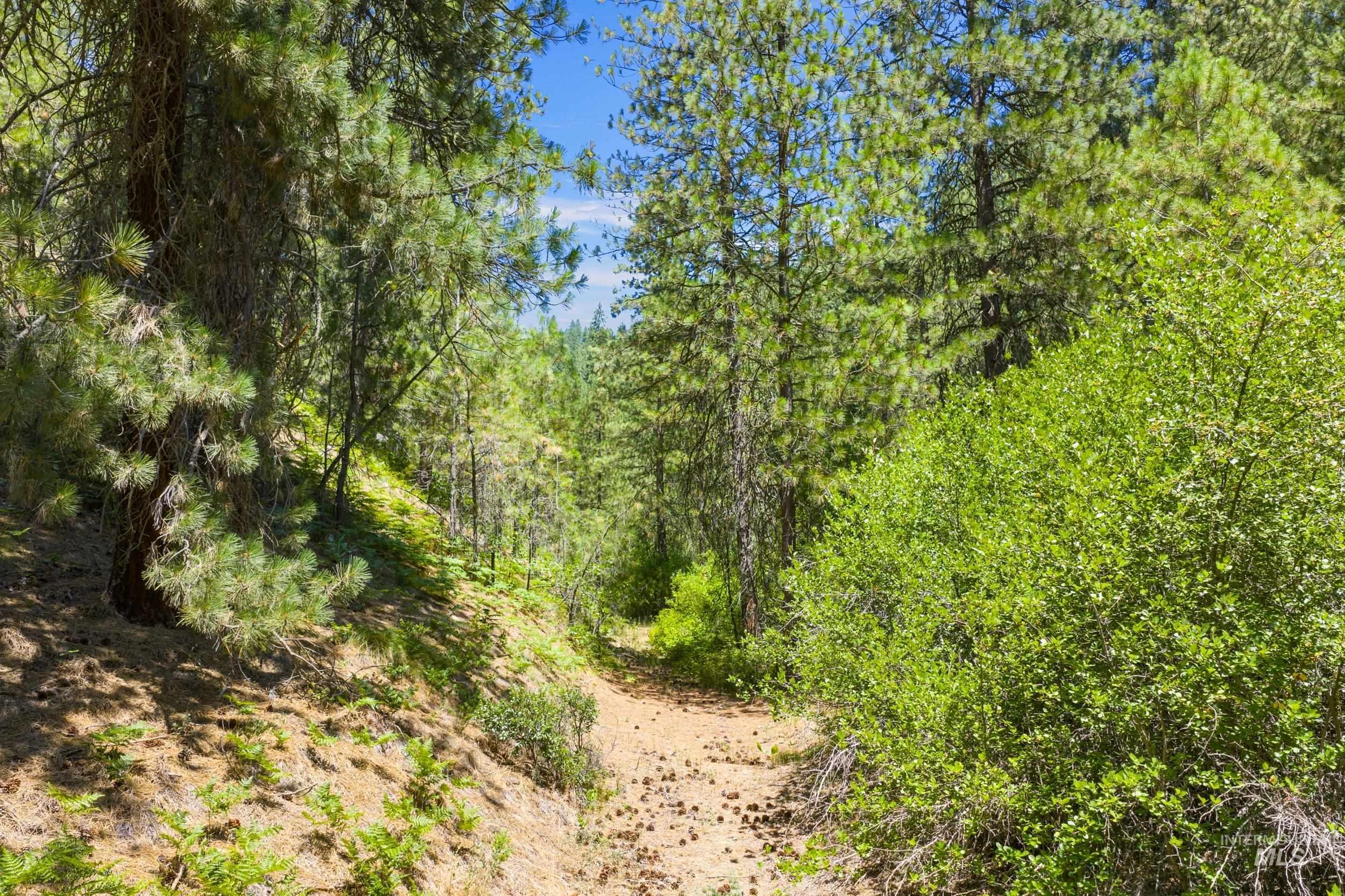 View of wooded area