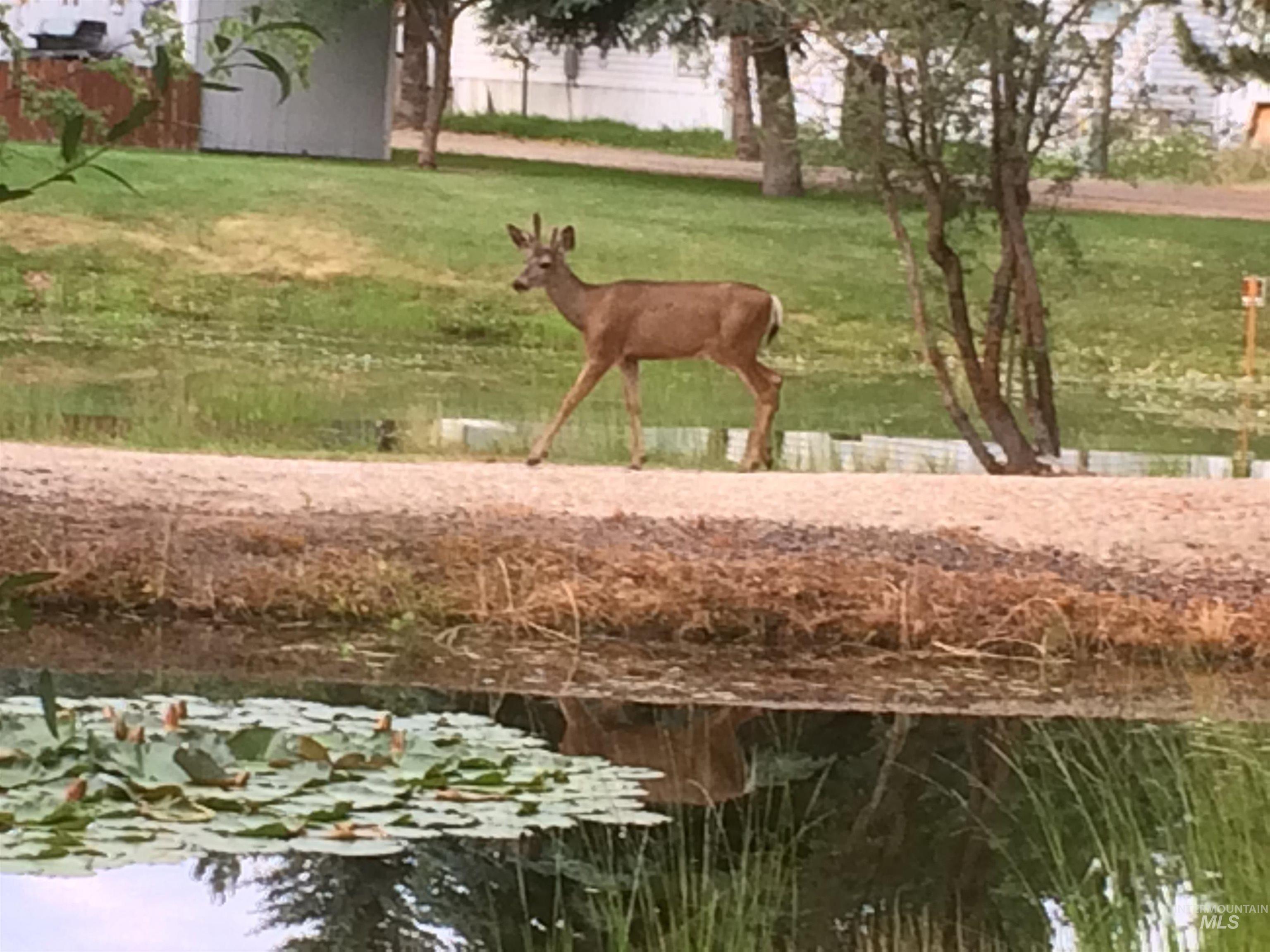 View of home's community with a yard