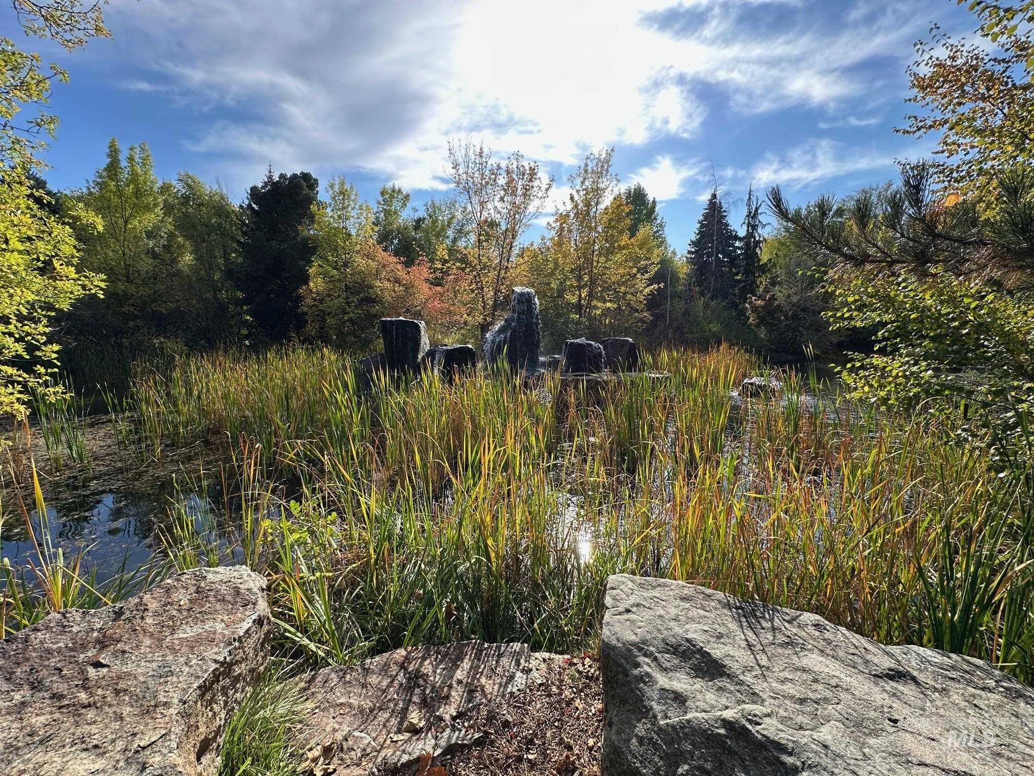 View of local wilderness