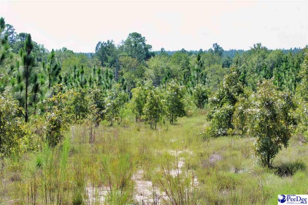ADDRESS PRIVATE, PATRICK, SC 29584 - Image 044676aa2a2ee4a244690f10f6a4181d/2501829981