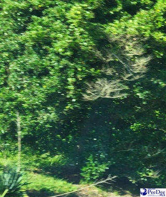 TBD LOT 6A HIGHWAY 9, CLIO, SC 29525 - Image f03c870f4e23a7f9c8abc87d4c5edcda/512182486