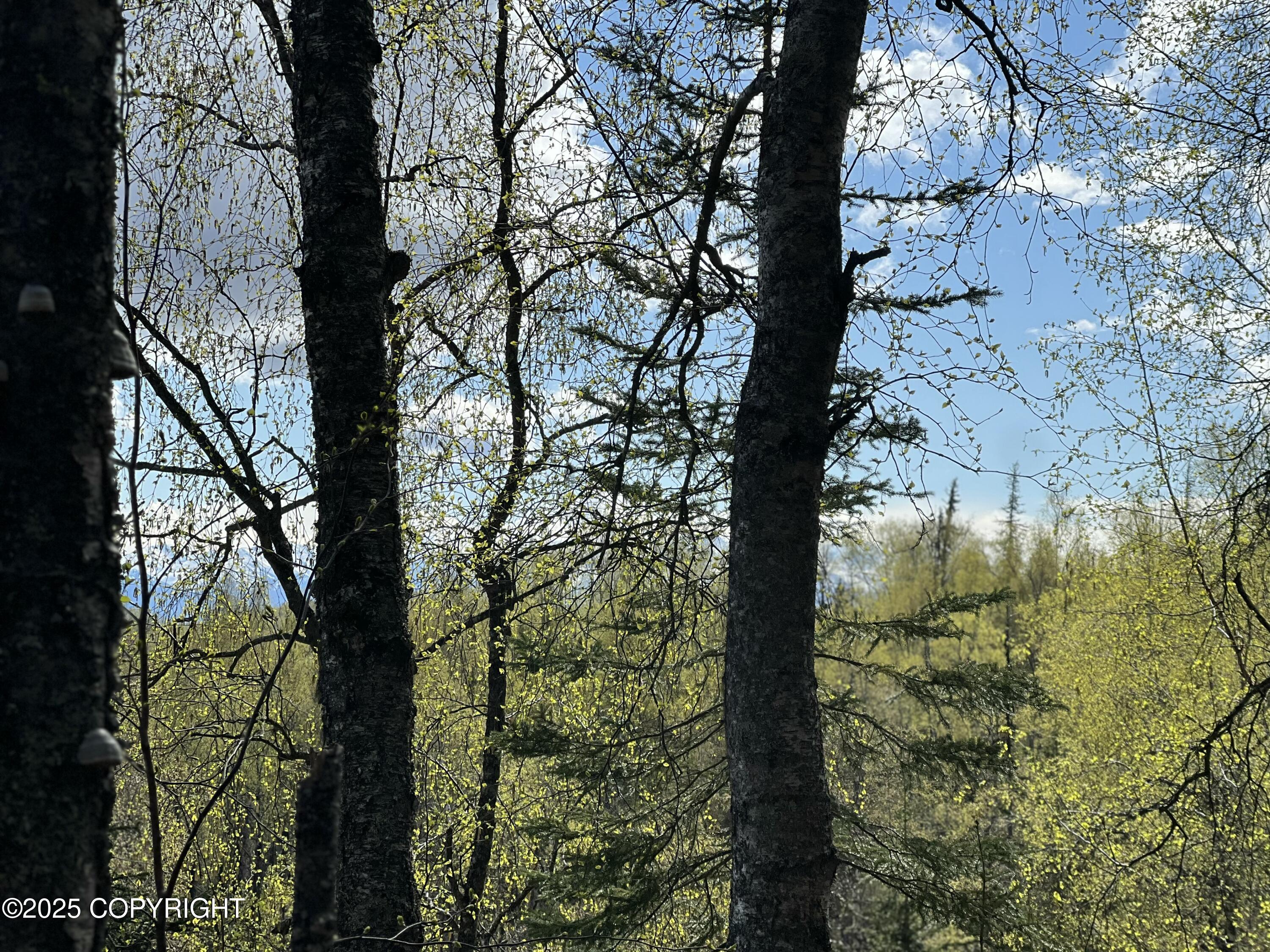 5376 S Jay Sedor Street, Big Lake, Alaska image 5