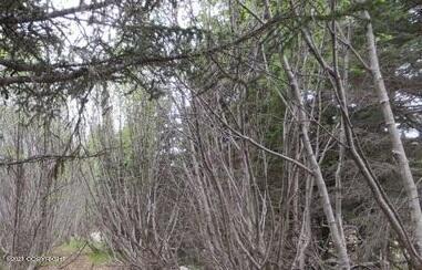 58088 Faccio Road, Clam Gulch, Alaska image 1