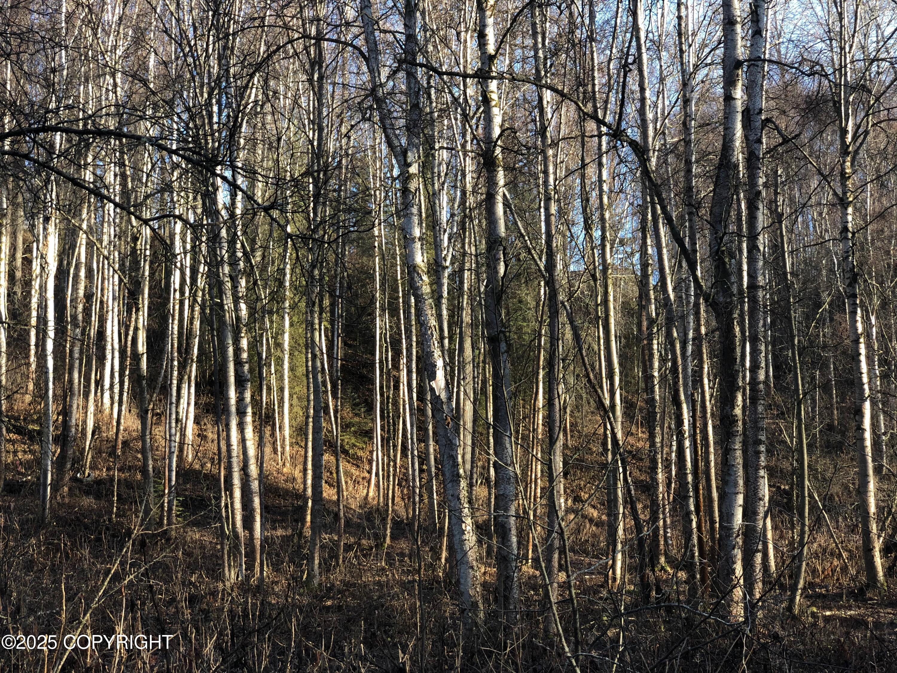 B50 Yarnot, Chugiak, Alaska image 25