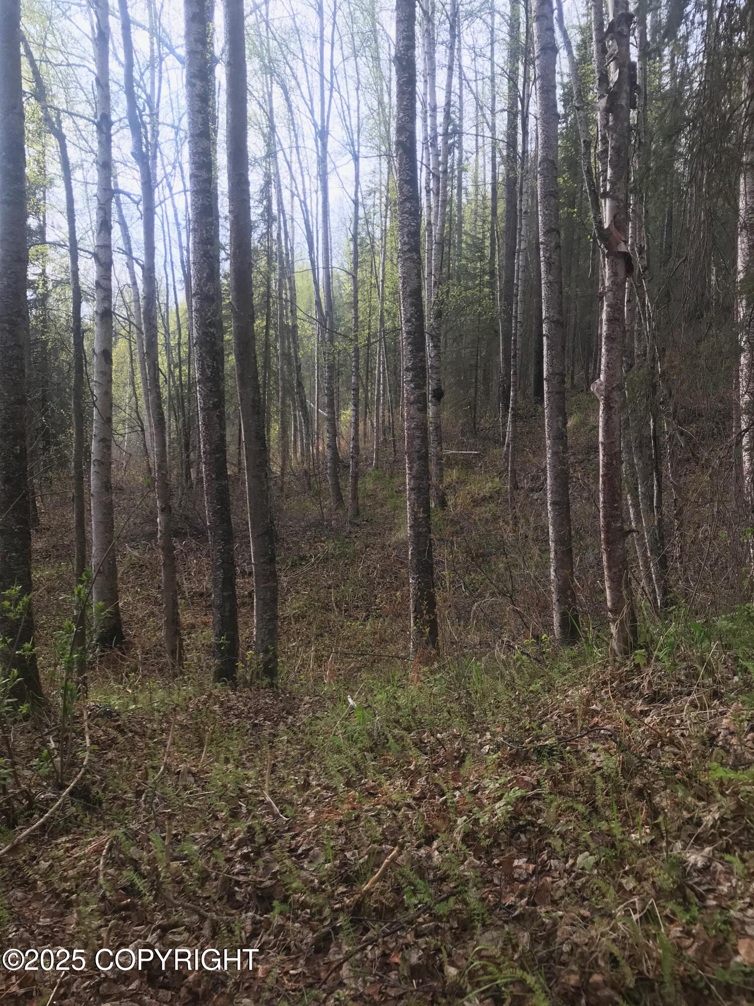 B50 Yarnot, Chugiak, Alaska image 14