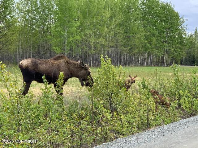 37830 N Luscombe Circle, Sterling, Alaska image 49