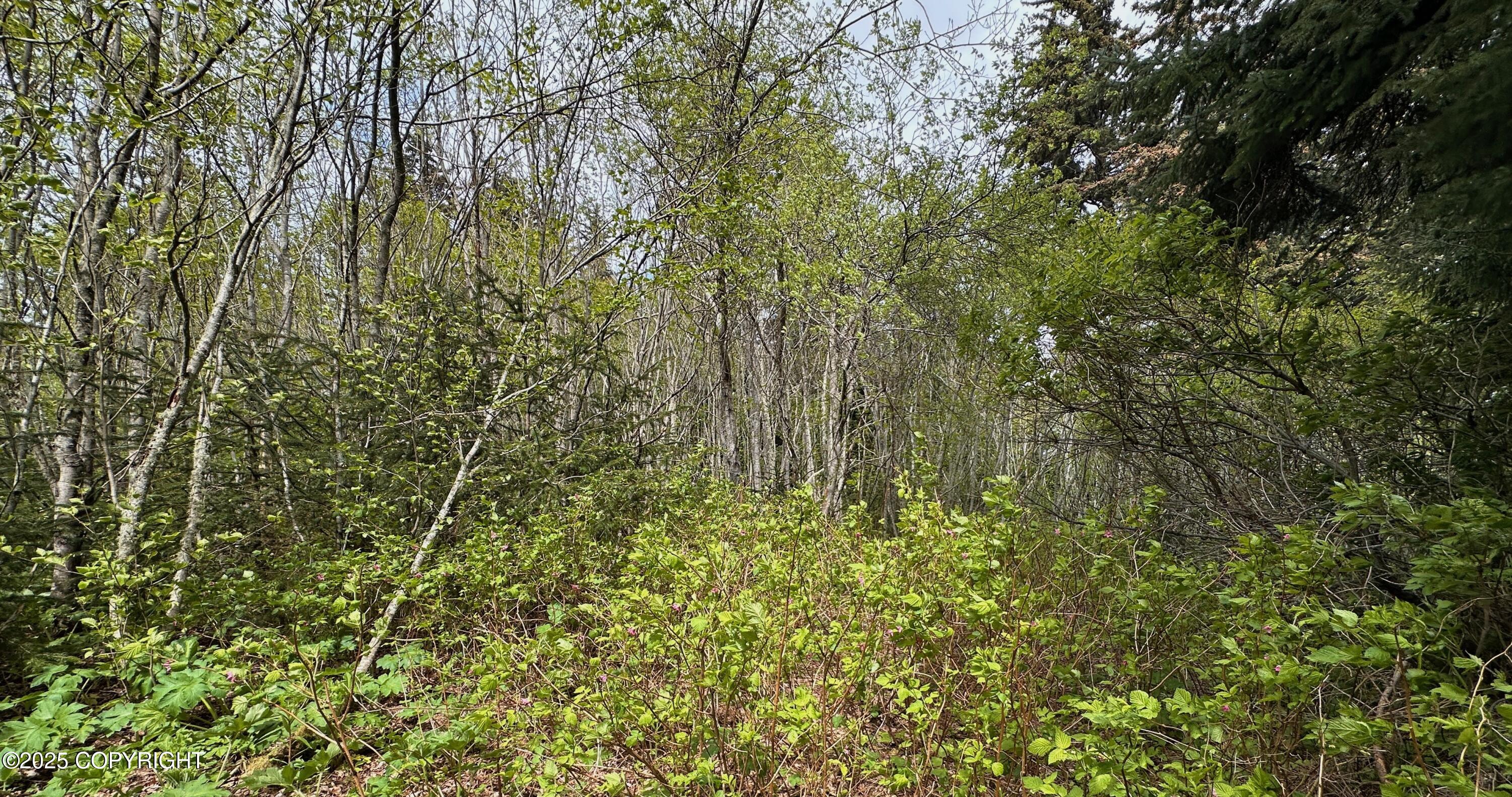 NHN Lutak Road, Haines, Alaska image 6