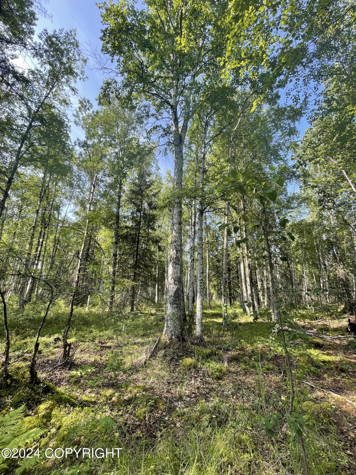 11426 N Michigan Street, Willow, Alaska image 3