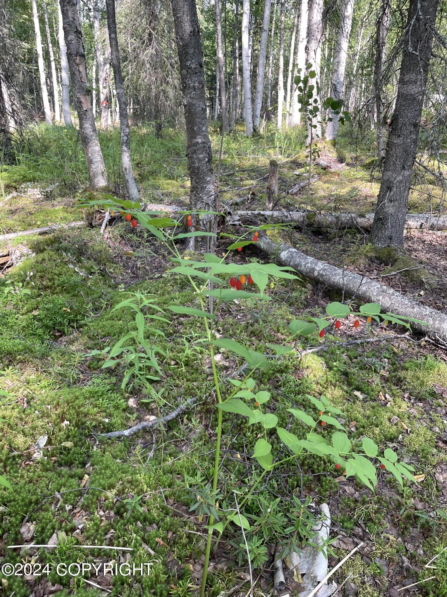 11426 N Michigan Street, Willow, Alaska image 18