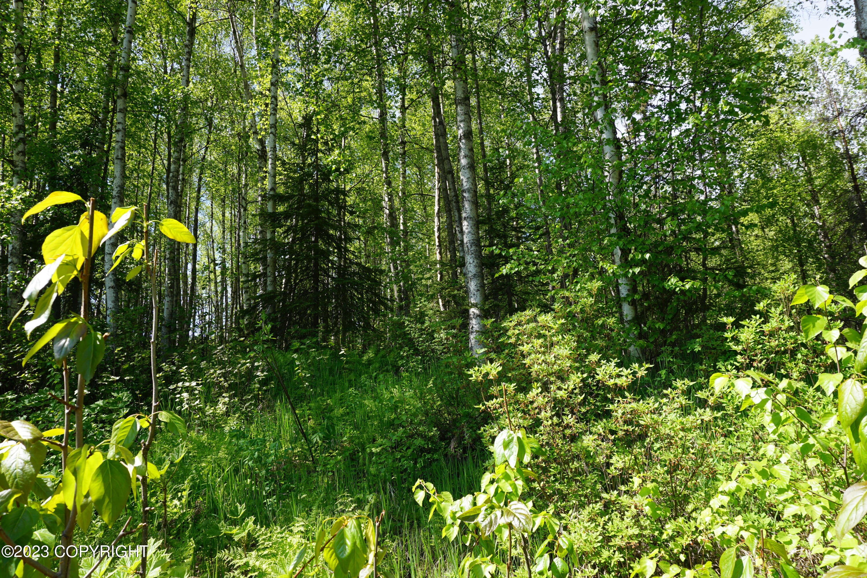 B1 L8A E Mt Russell Drive, Talkeetna, Alaska image 36