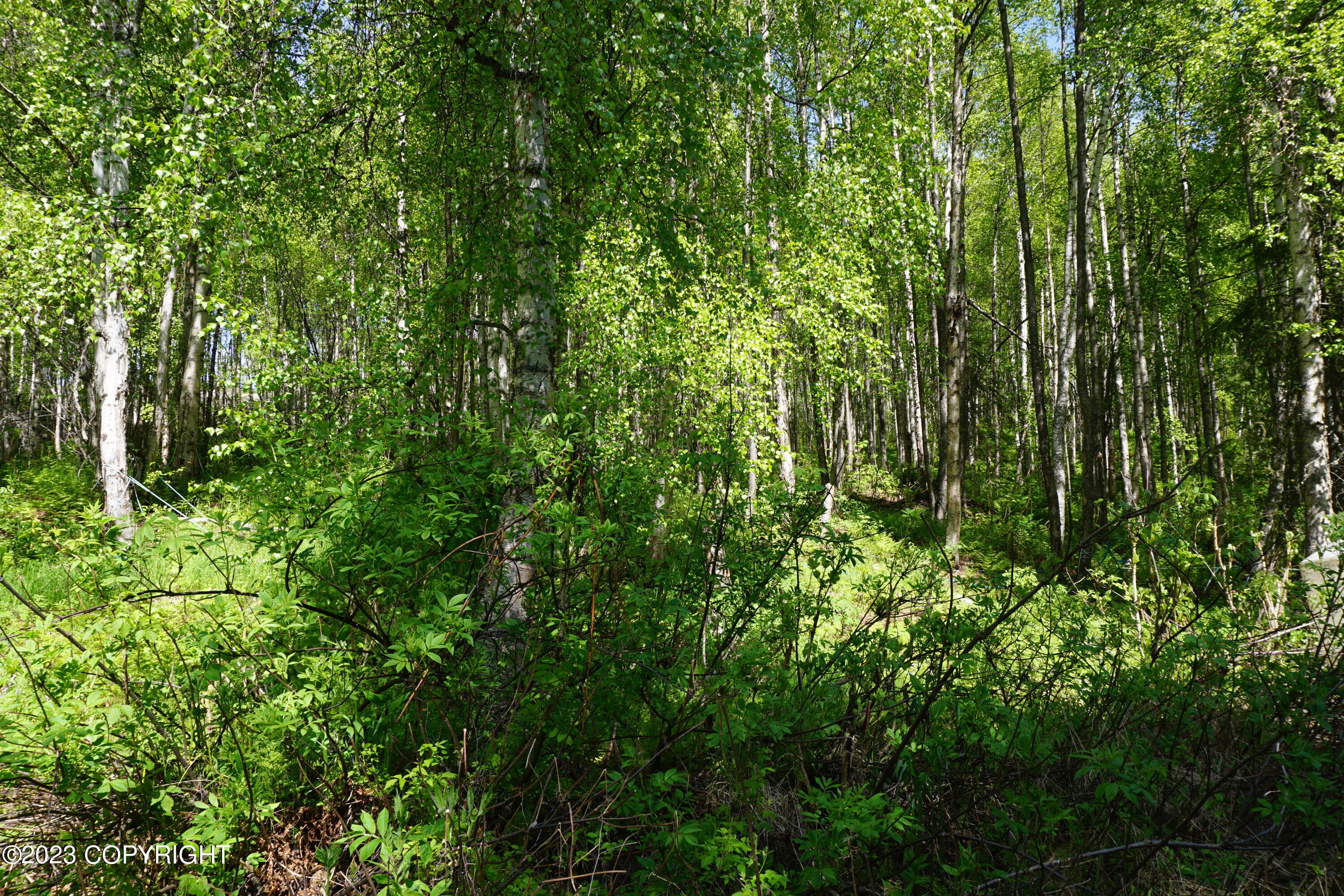 B1 L8A E Mt Russell Drive, Talkeetna, Alaska image 29