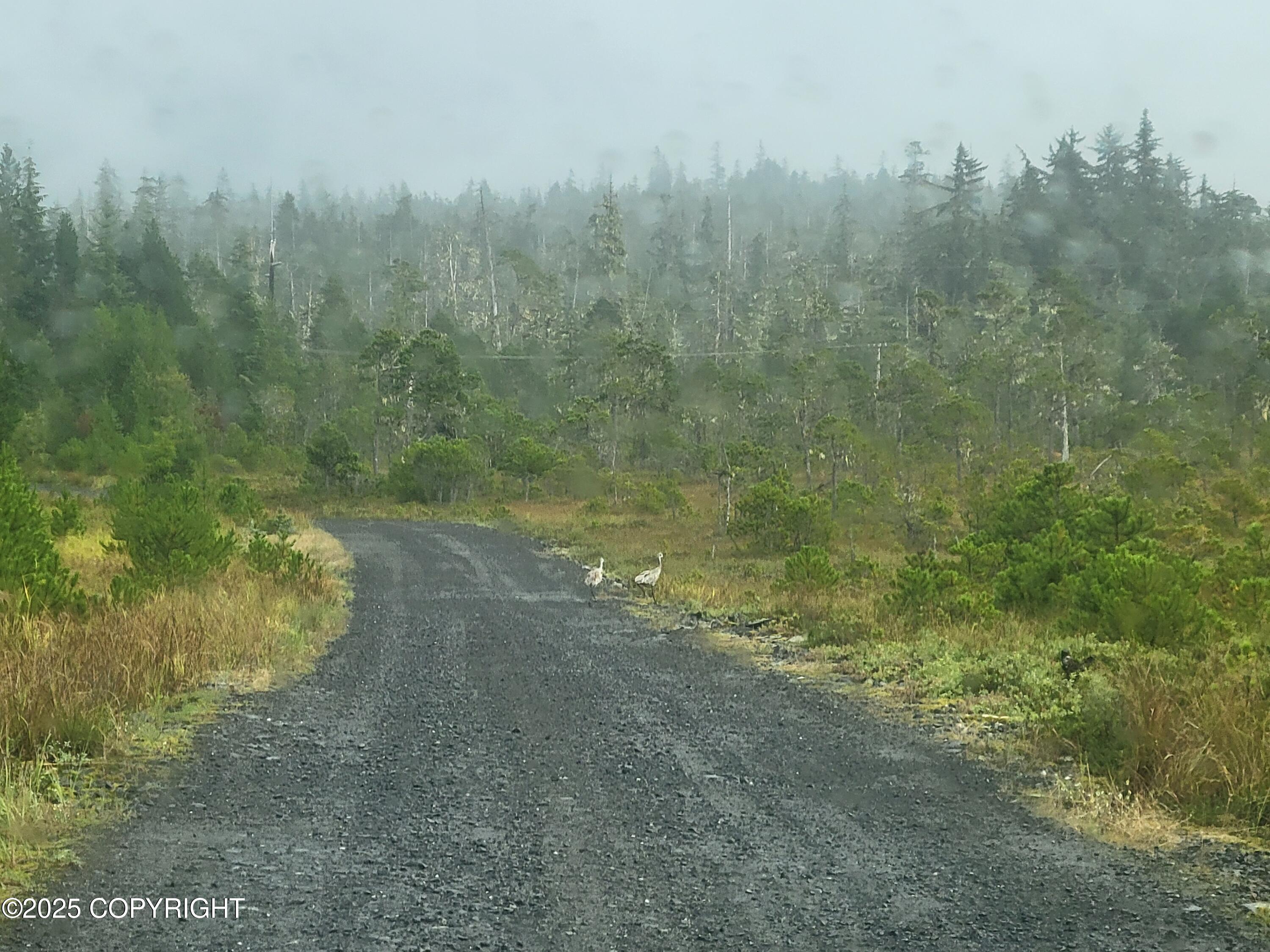 12 Mile South Mitkof Road, Petersburg, Alaska image 18