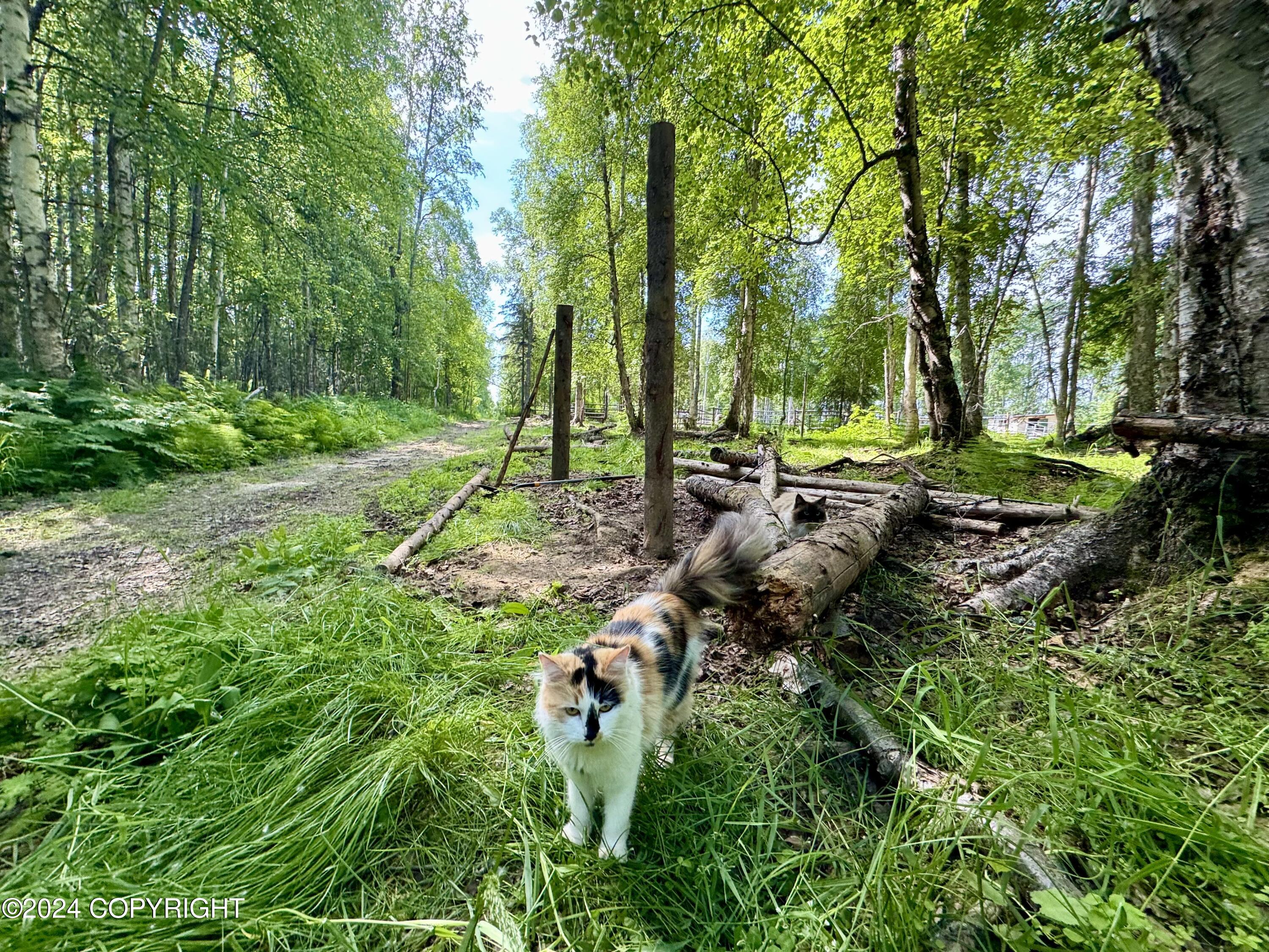 32500 Talkeetna Spur Road, Talkeetna, Alaska image 6