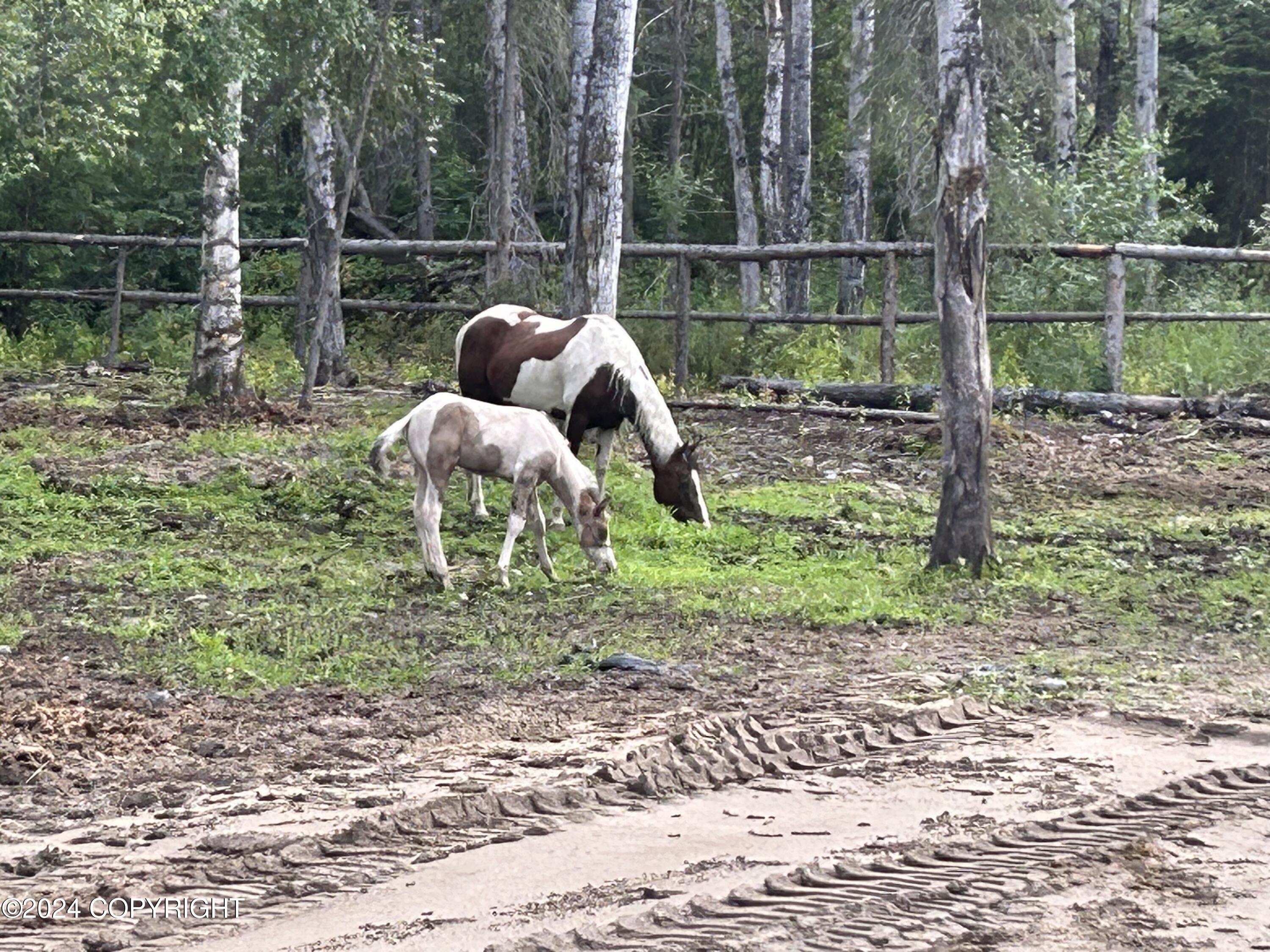 32500 Talkeetna Spur Road, Talkeetna, Alaska image 11