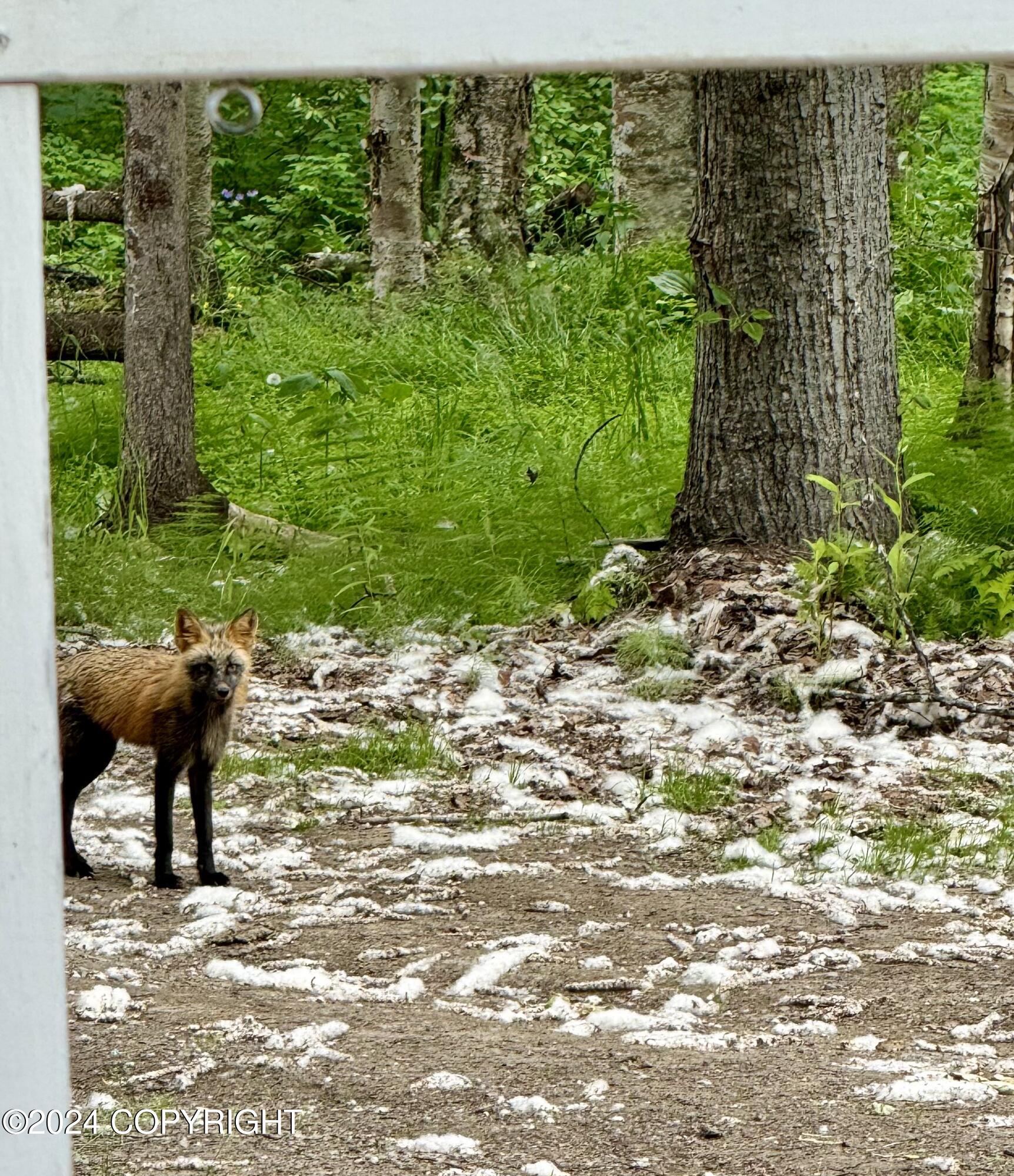 32500 Talkeetna Spur Road, Talkeetna, Alaska image 5