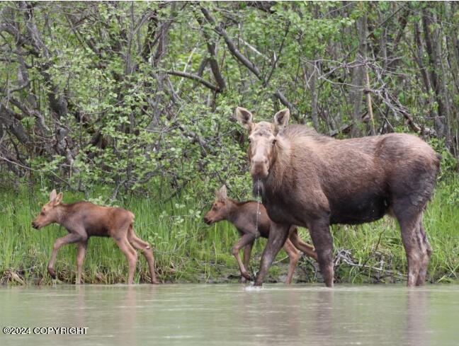 L13 B8 N Chilkat Lake Ln, Haines, Alaska image 34