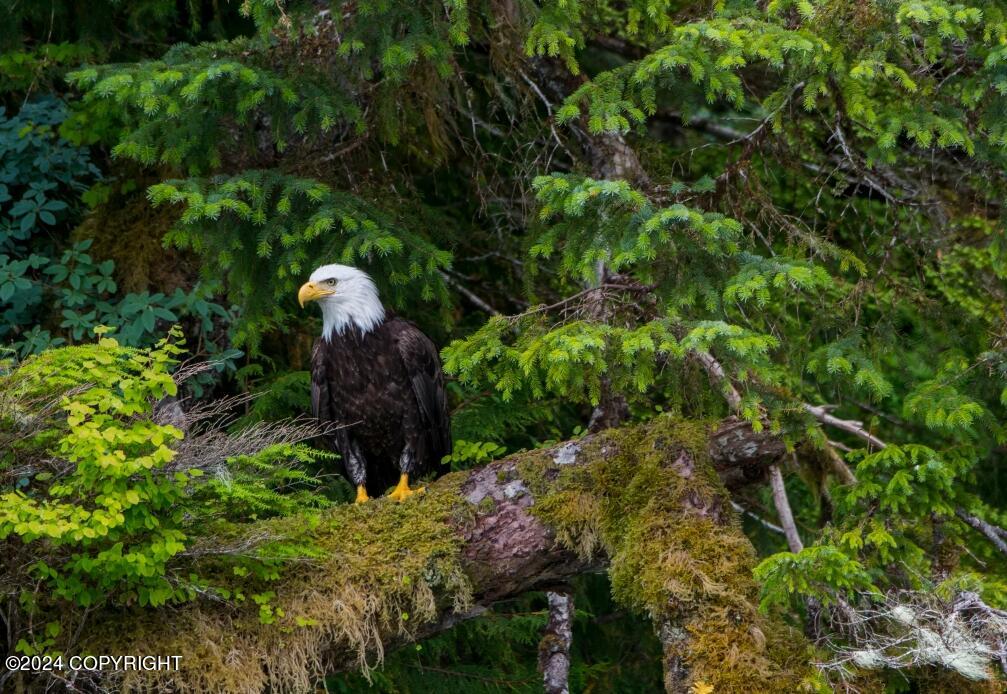 L13 B8 N Chilkat Lake Ln, Haines, Alaska image 36