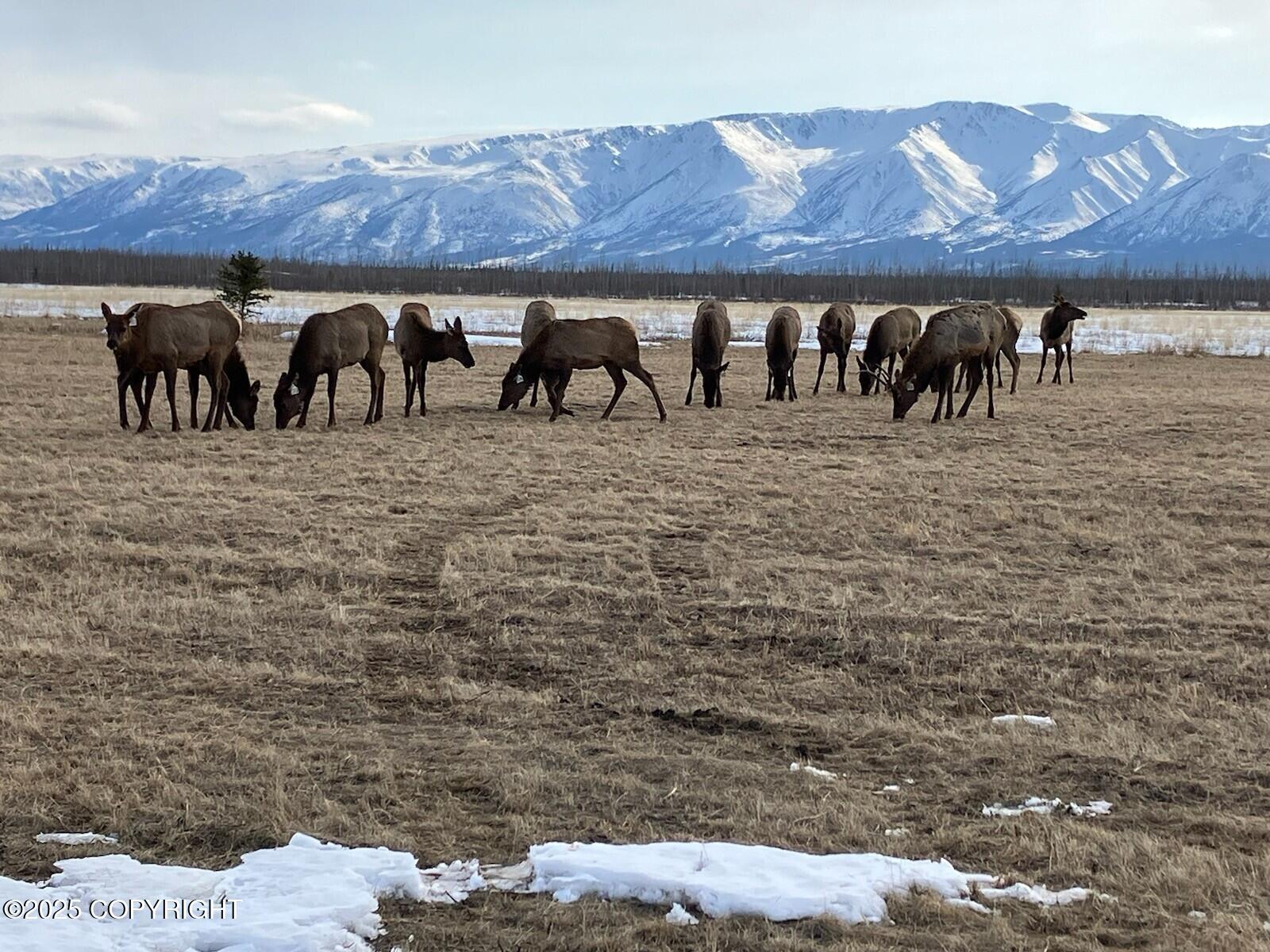 1403 Alaska Highway, Delta Junction, Alaska image 2