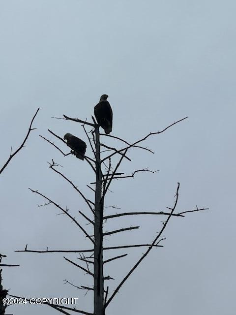 Homer, Alaska 99603, United States, ,Land,Active,54746