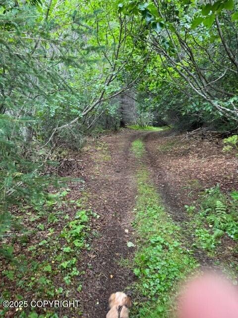 Tr A-1 Pomeroy Road, Homer, Alaska image 6