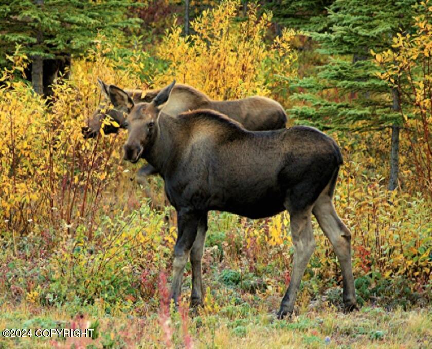 L 11 Birch Island Chilkat Lake Ave, Haines, Alaska image 14