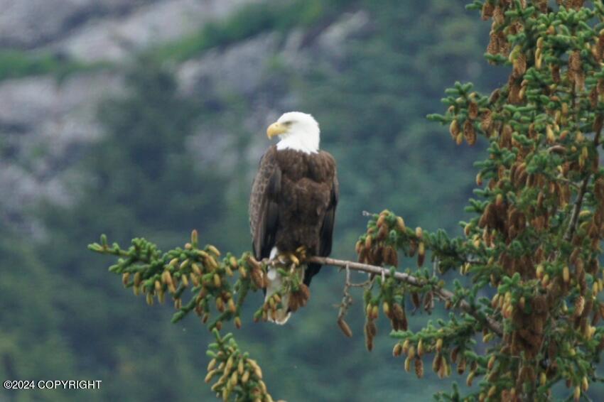 L 11 Birch Island Chilkat Lake Ave, Haines, Alaska image 16