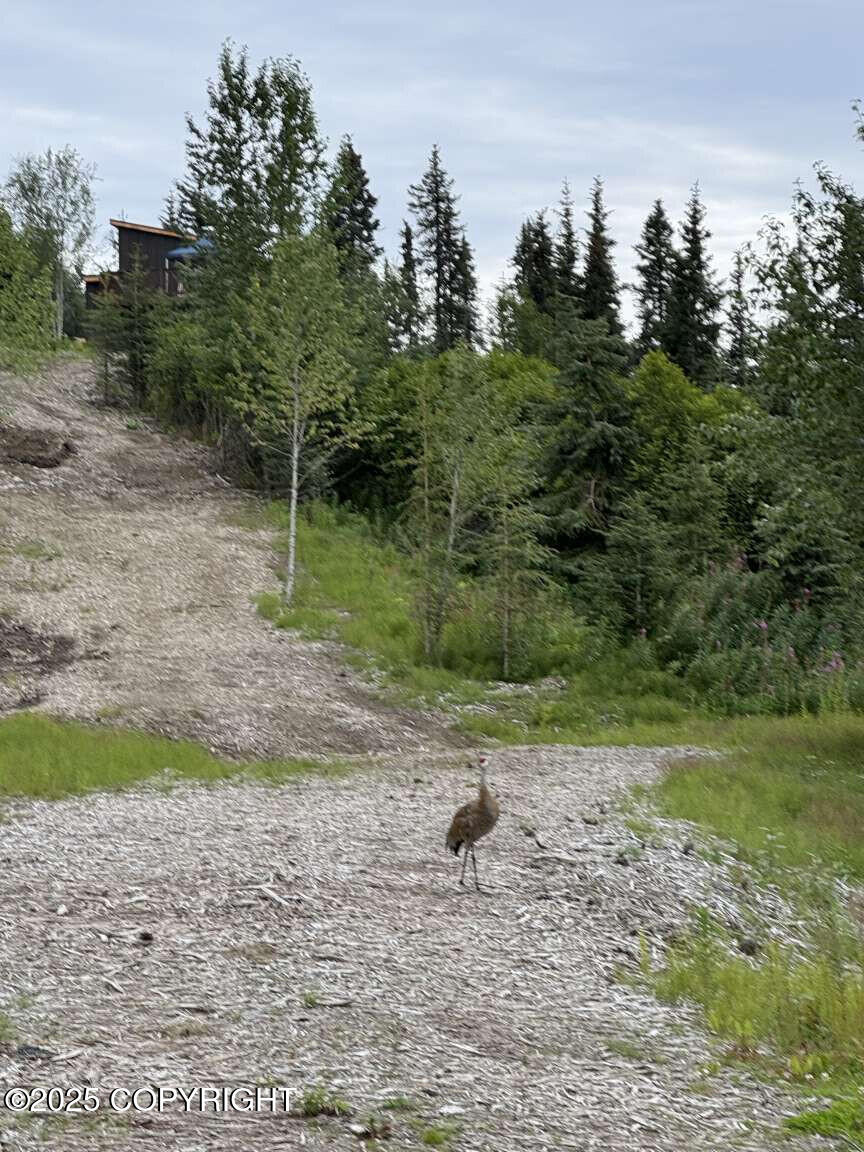 38919 Sayer Road, Anchor Point, Alaska image 23