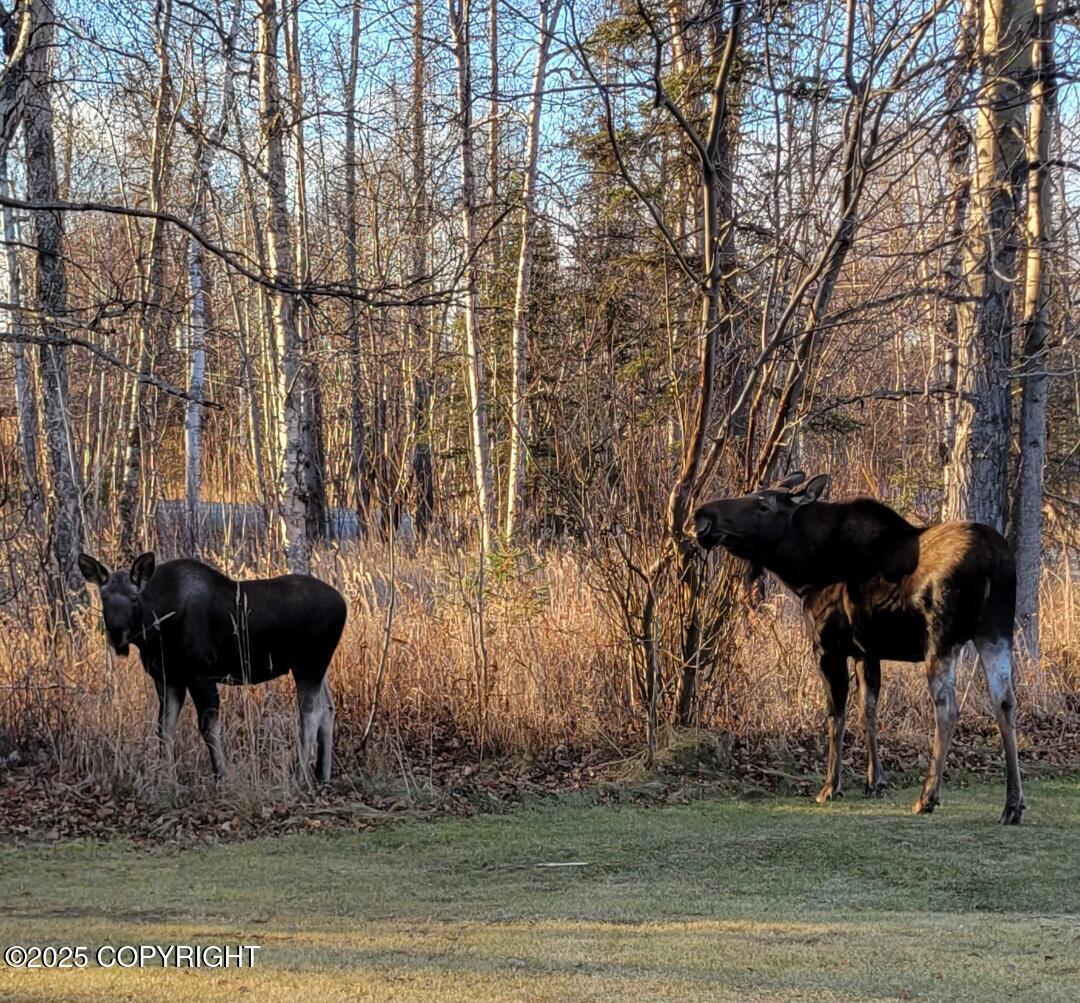 981 E Susitna Drive, Wasilla, Alaska image 23