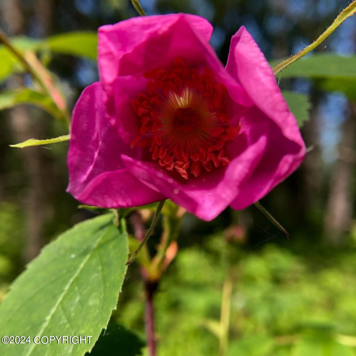 No Road E Walsted Drive, Talkeetna, Alaska image 14