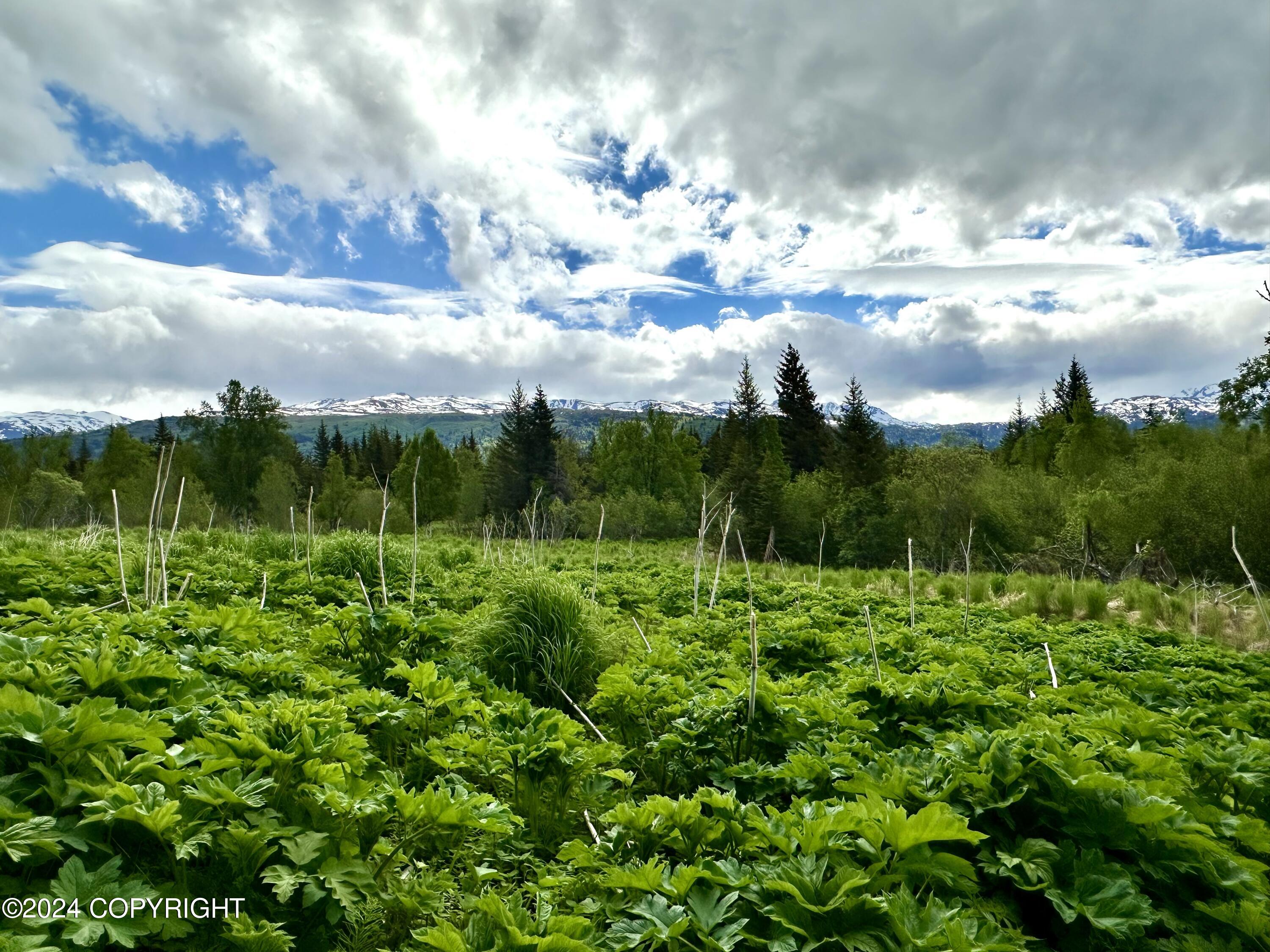 000 Fox River View, Homer, Alaska image 3