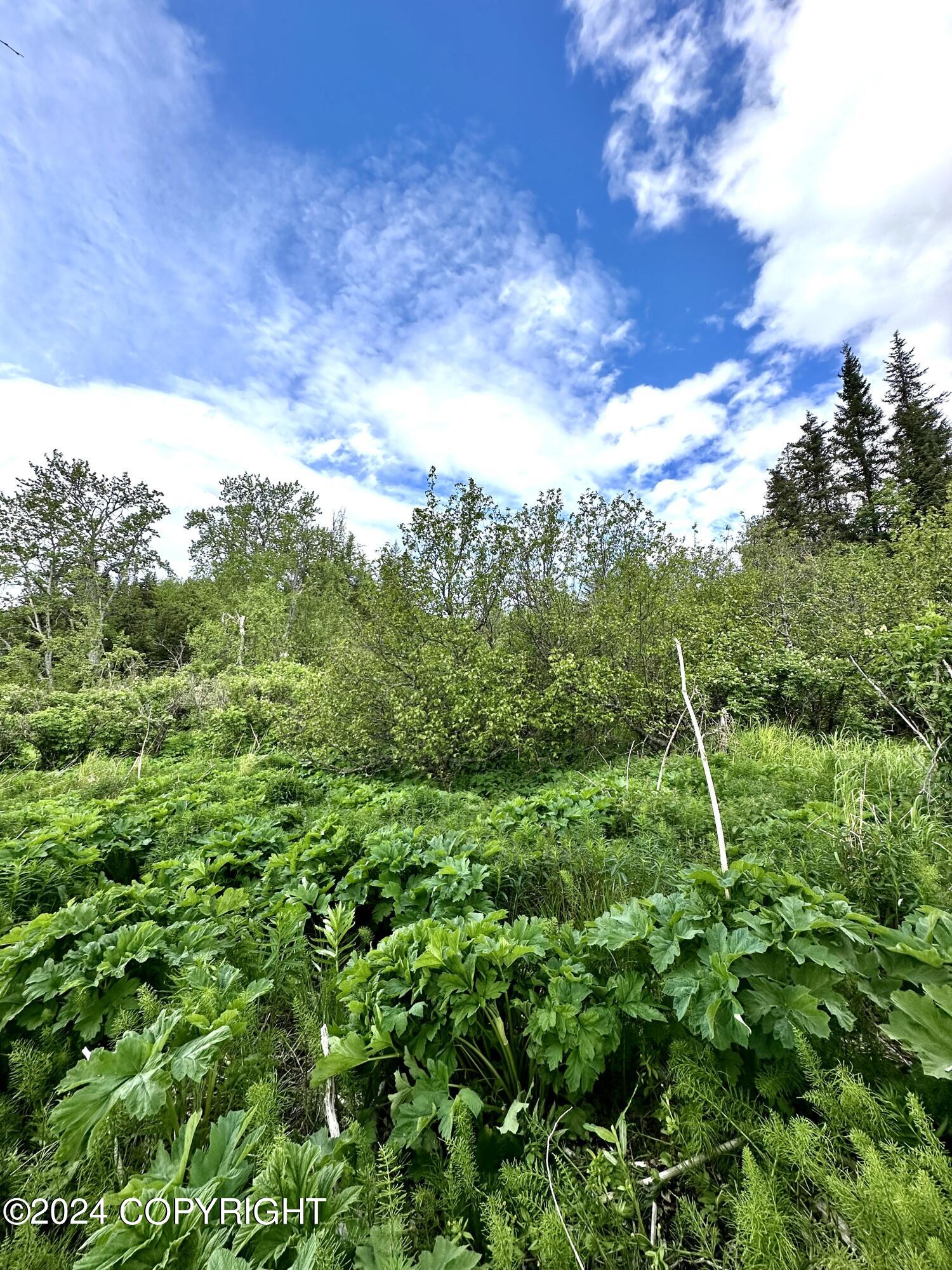 000 Fox River View, Homer, Alaska image 11