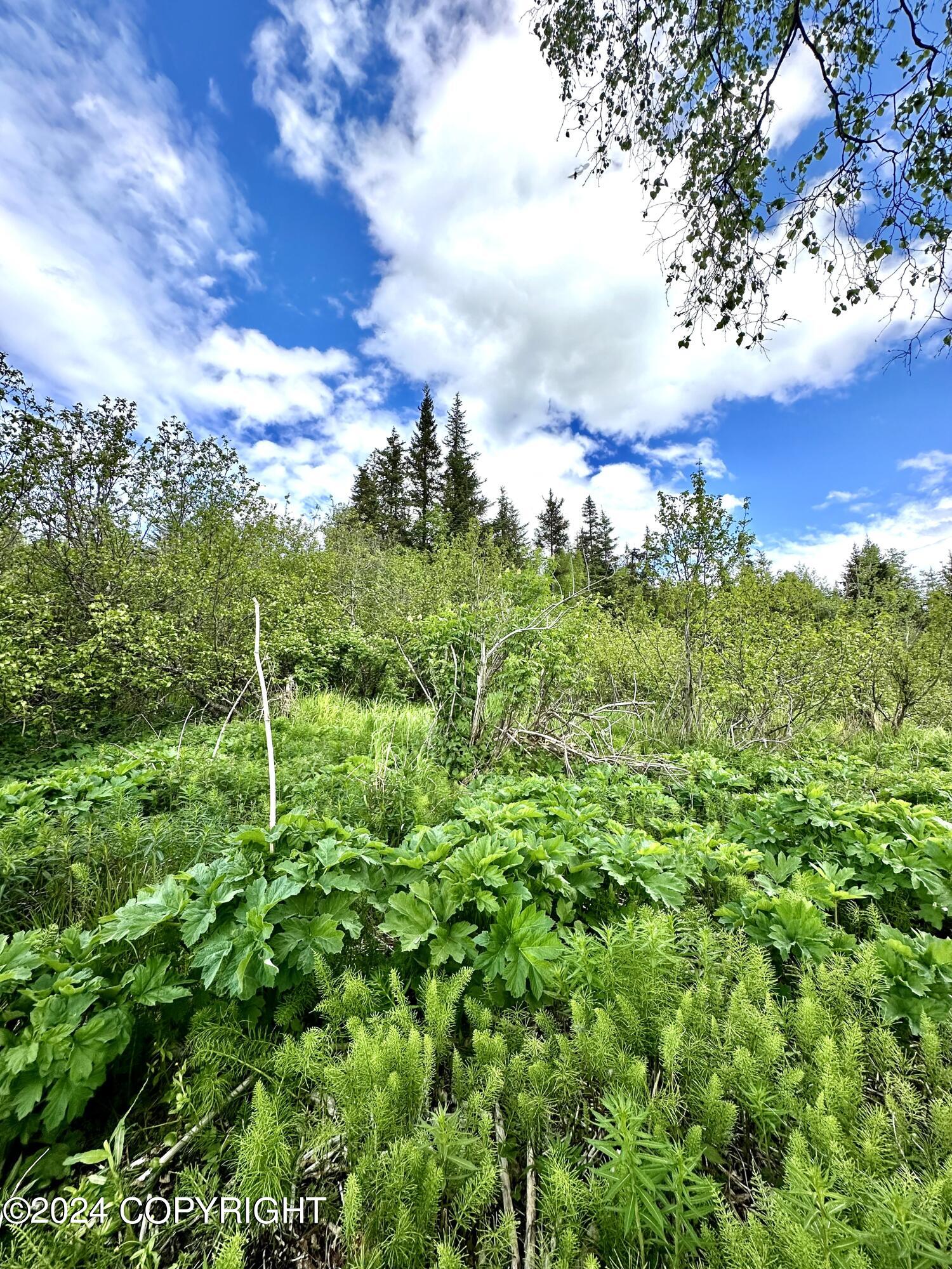 000 Fox River View, Homer, Alaska image 10