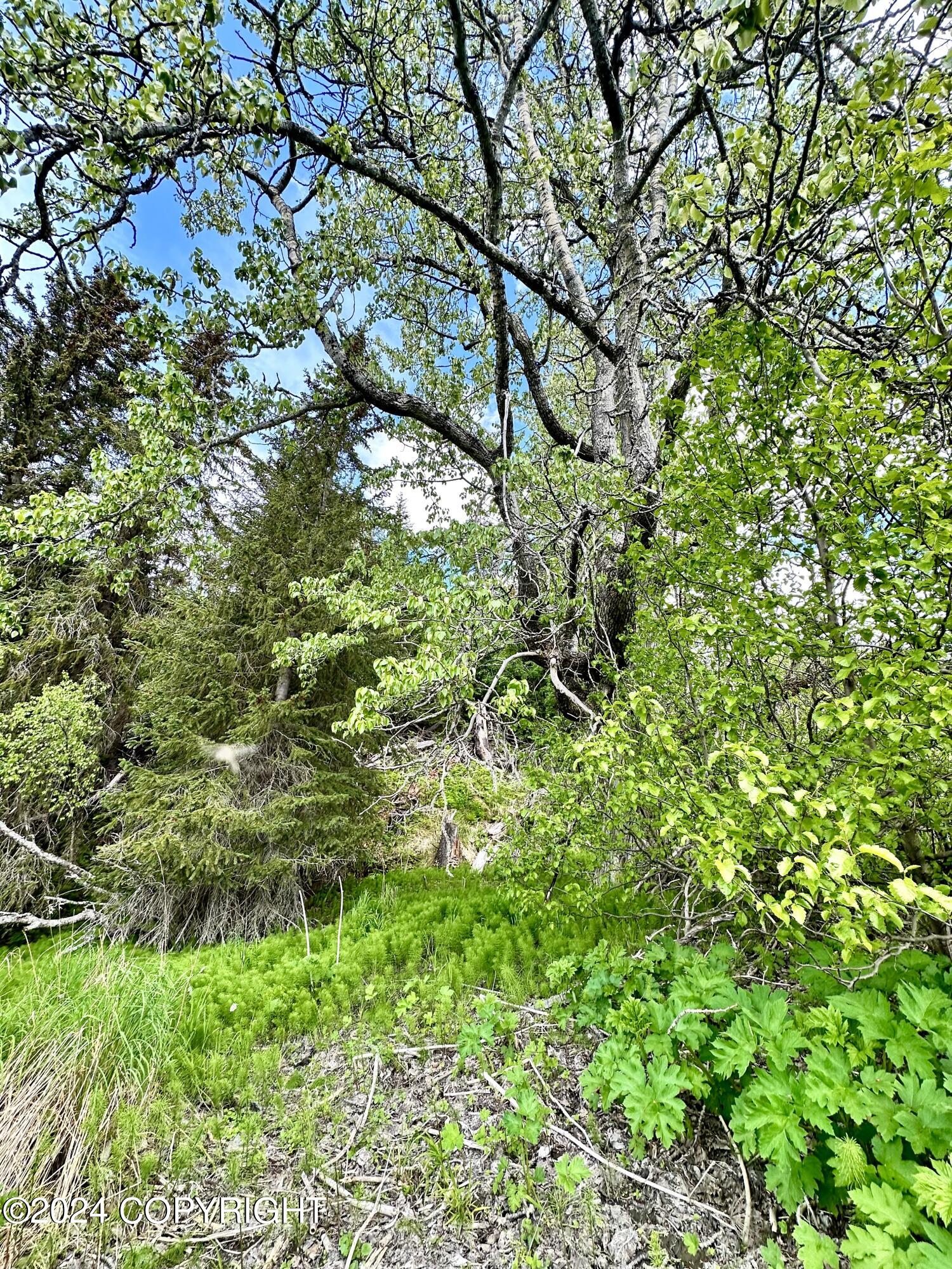 000 Fox River View, Homer, Alaska image 4