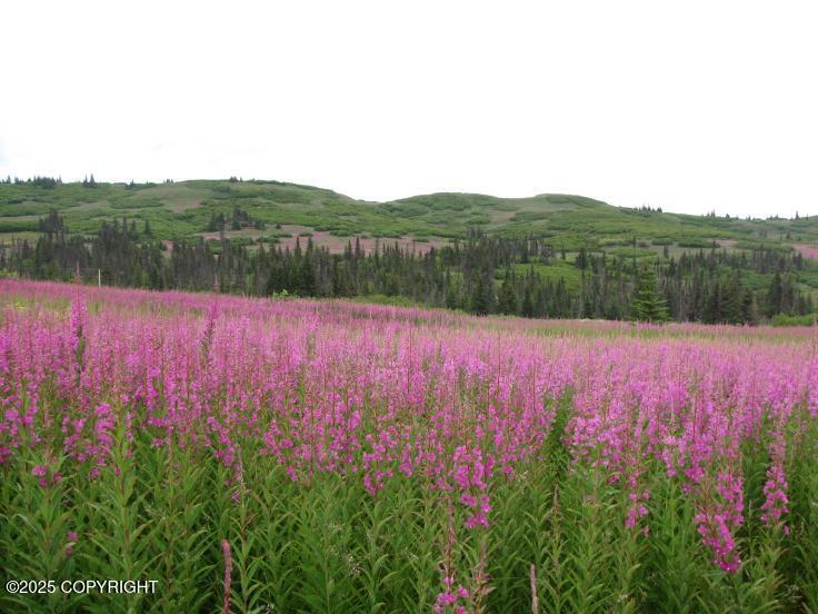 Lot 10  View Estates St, Anchor Point, Alaska image 4