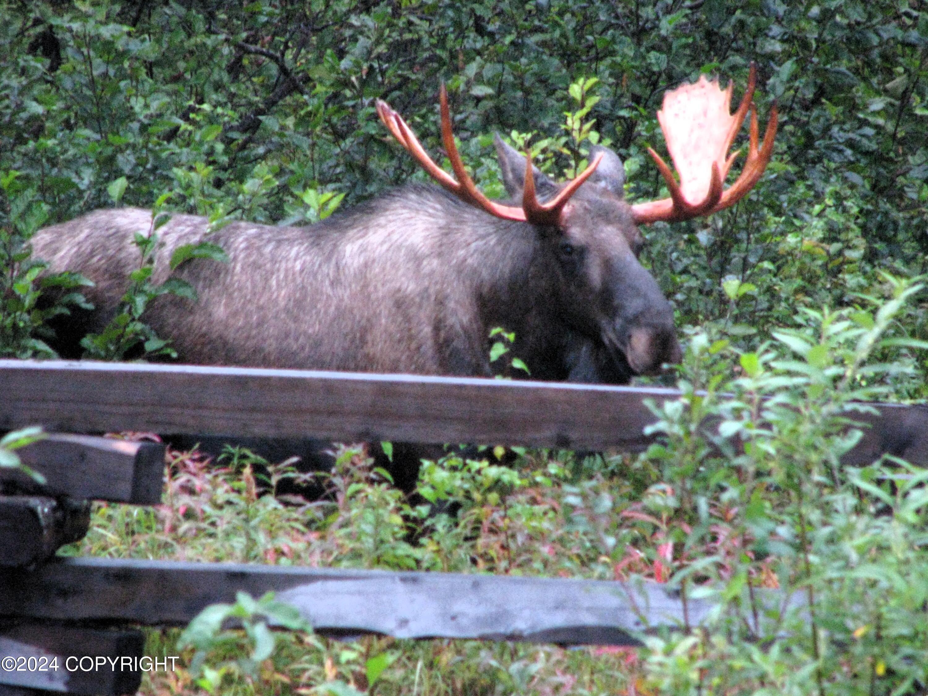 L29 No Road, Trapper Creek, Alaska image 11