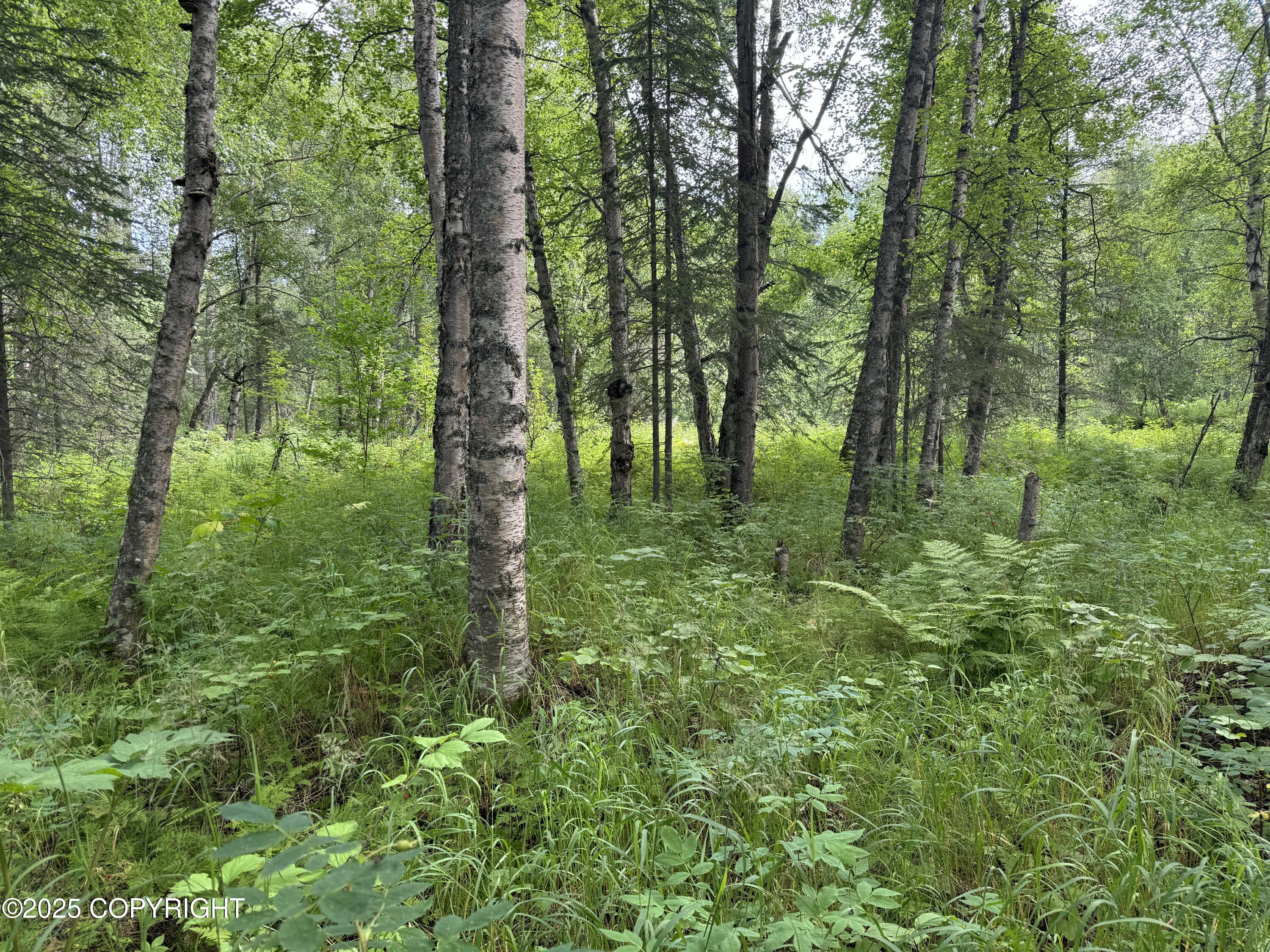 L5 B1 Little Susitna Park, Wasilla, Alaska image 48