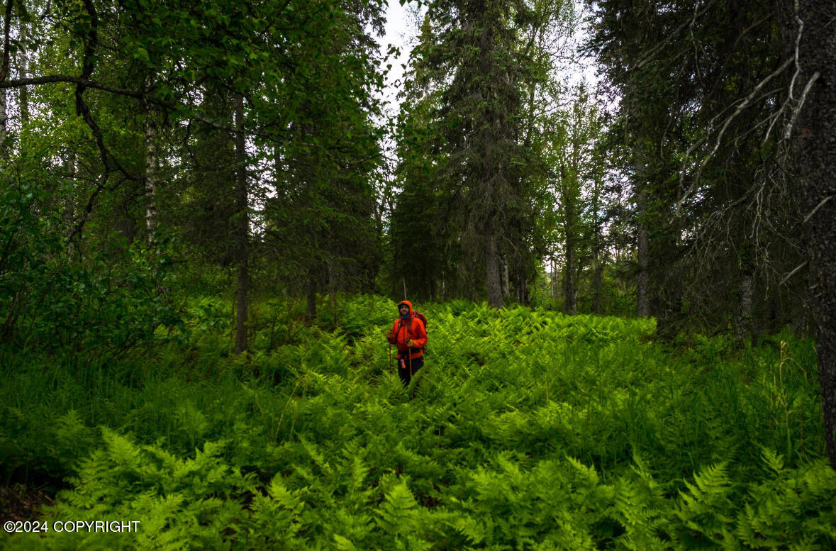 Tr  B SW Asls 86-067 Avenue, Trapper Creek, Alaska image 3