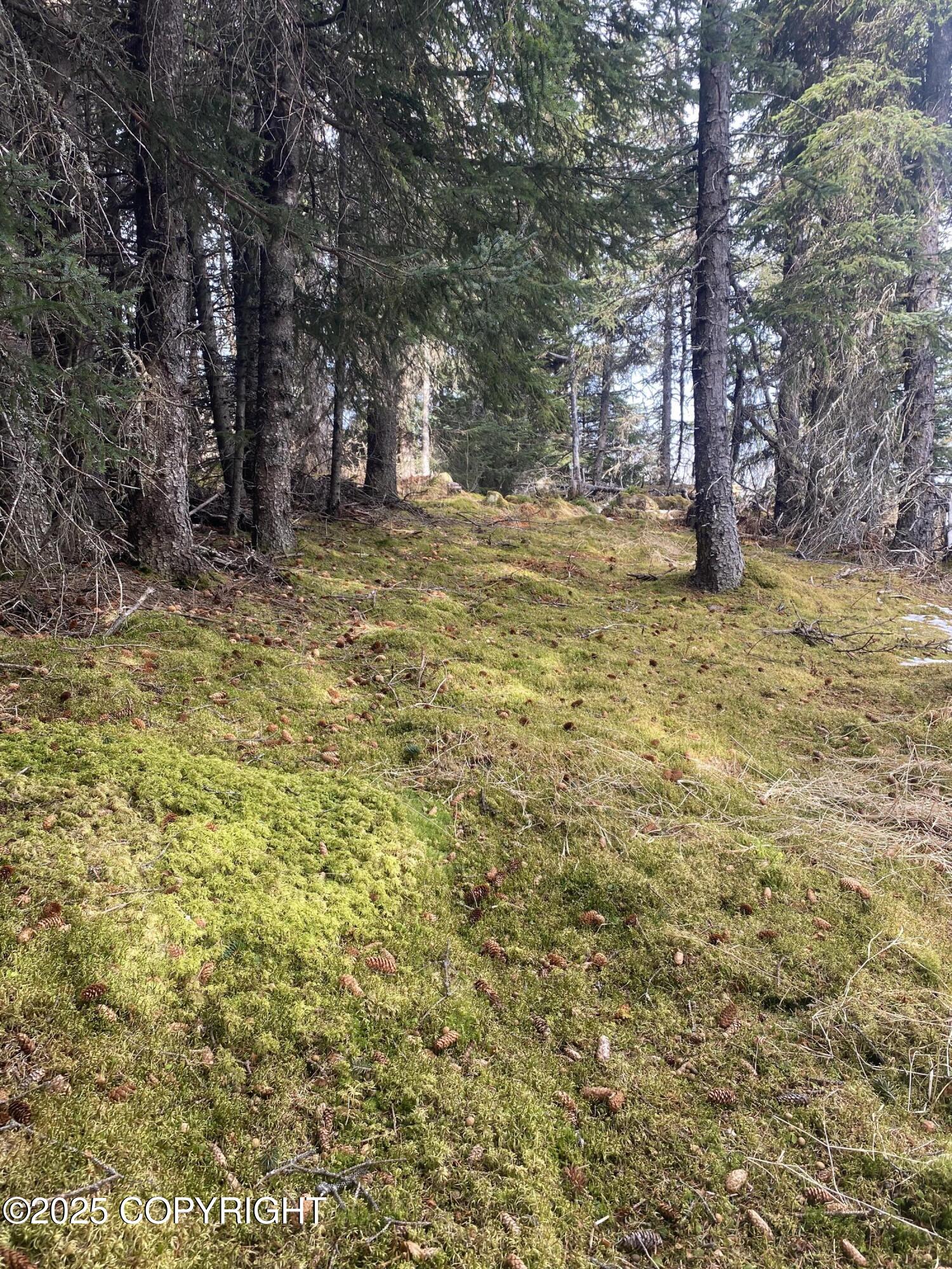 65655 Ring Of Fire Avenue, Anchor Point, Alaska image 1