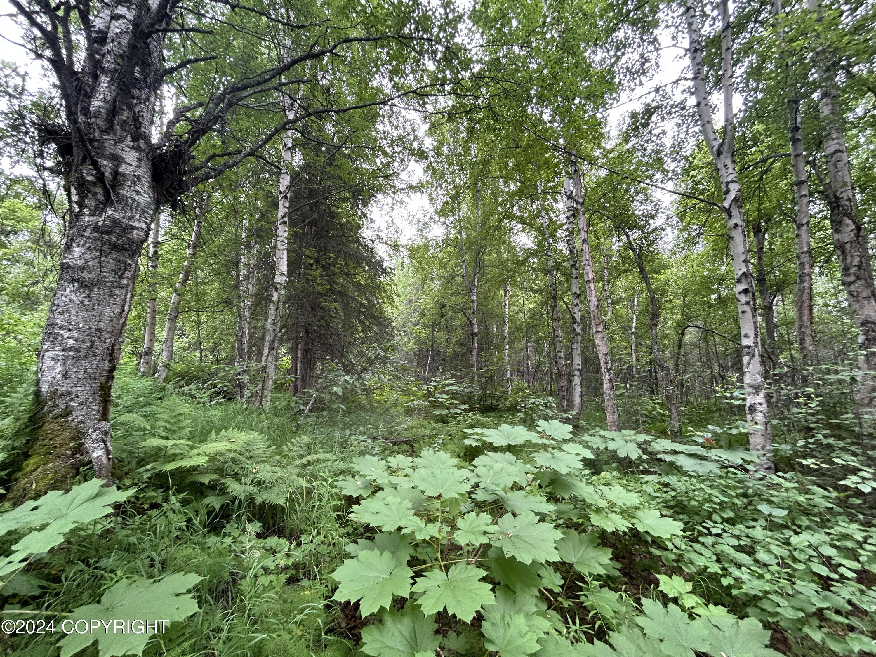 C002 W Willow Fishook Road, Willow, Alaska image 7