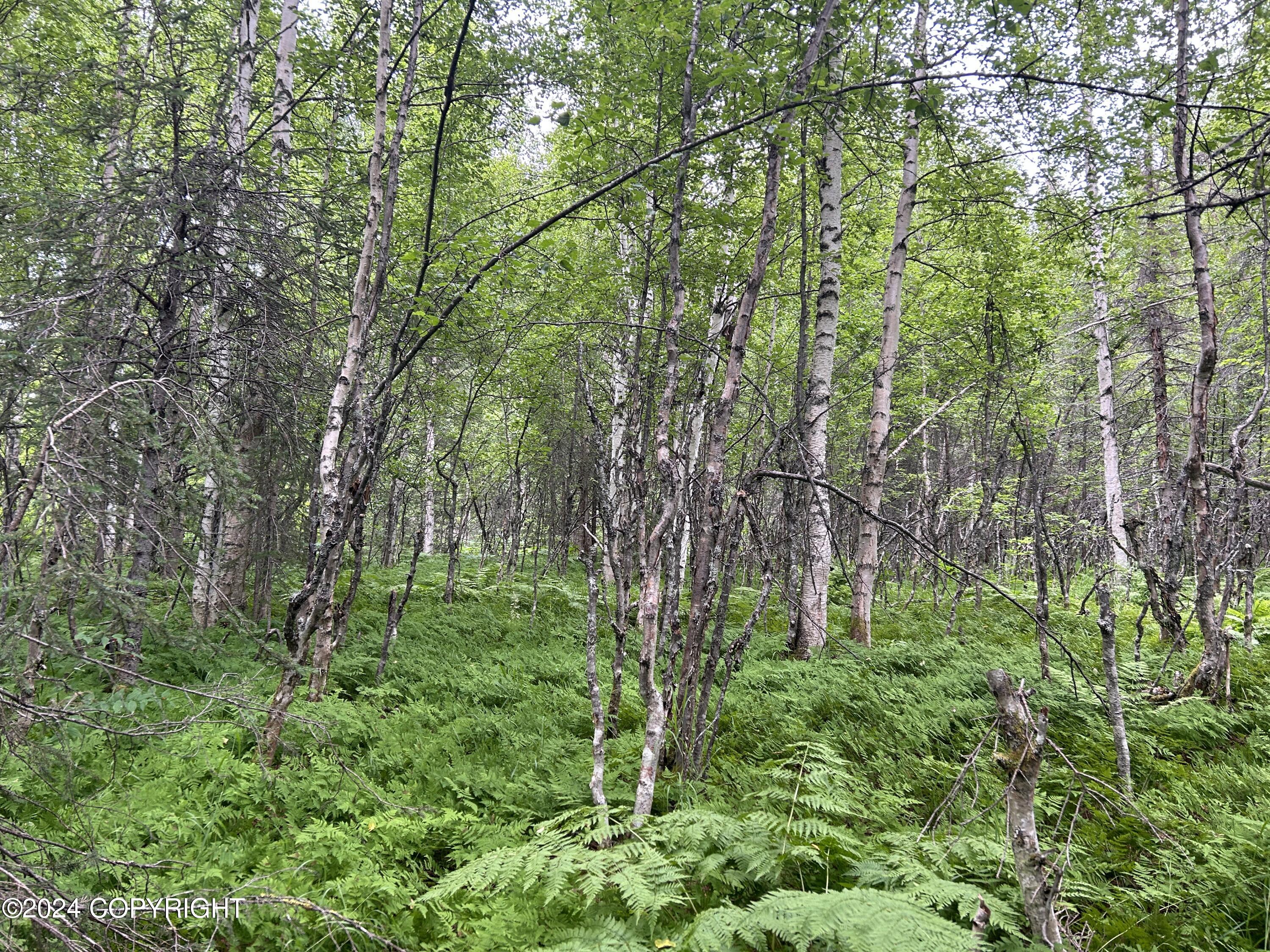 C002 W Willow Fishook Road, Willow, Alaska image 4